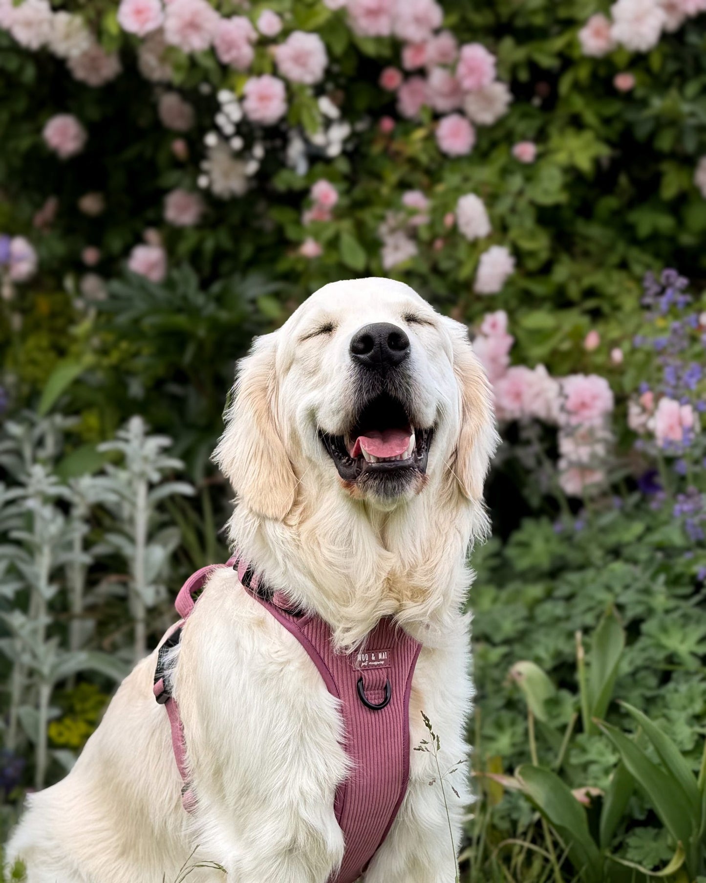 'Raspberry Ripple' 3 Click Harness