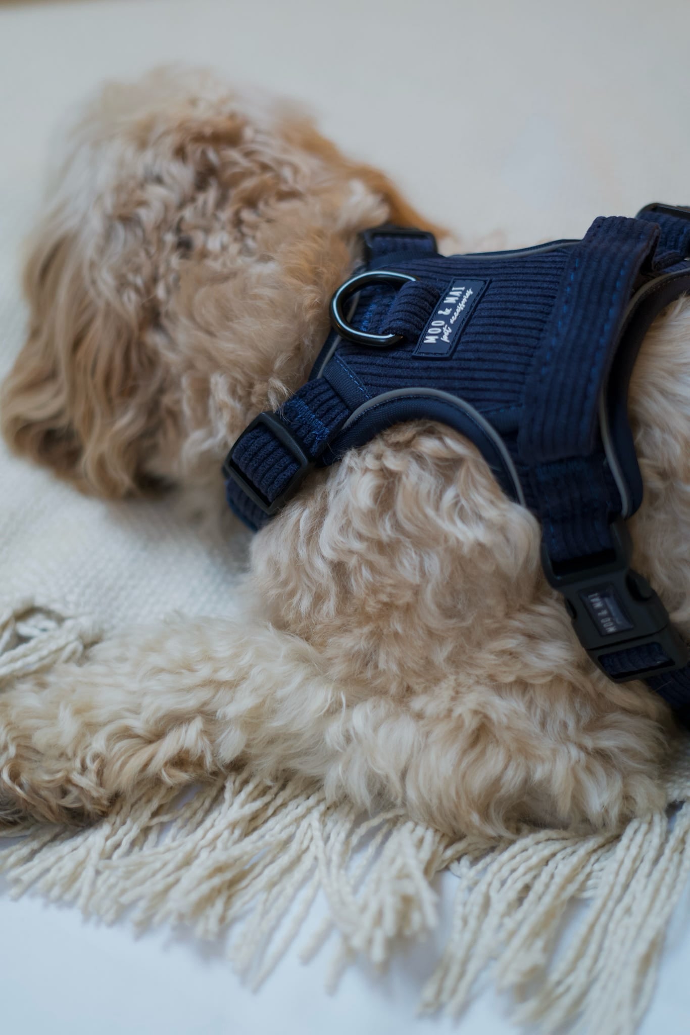 New ‘Navy Noir’ 3 Click Harness