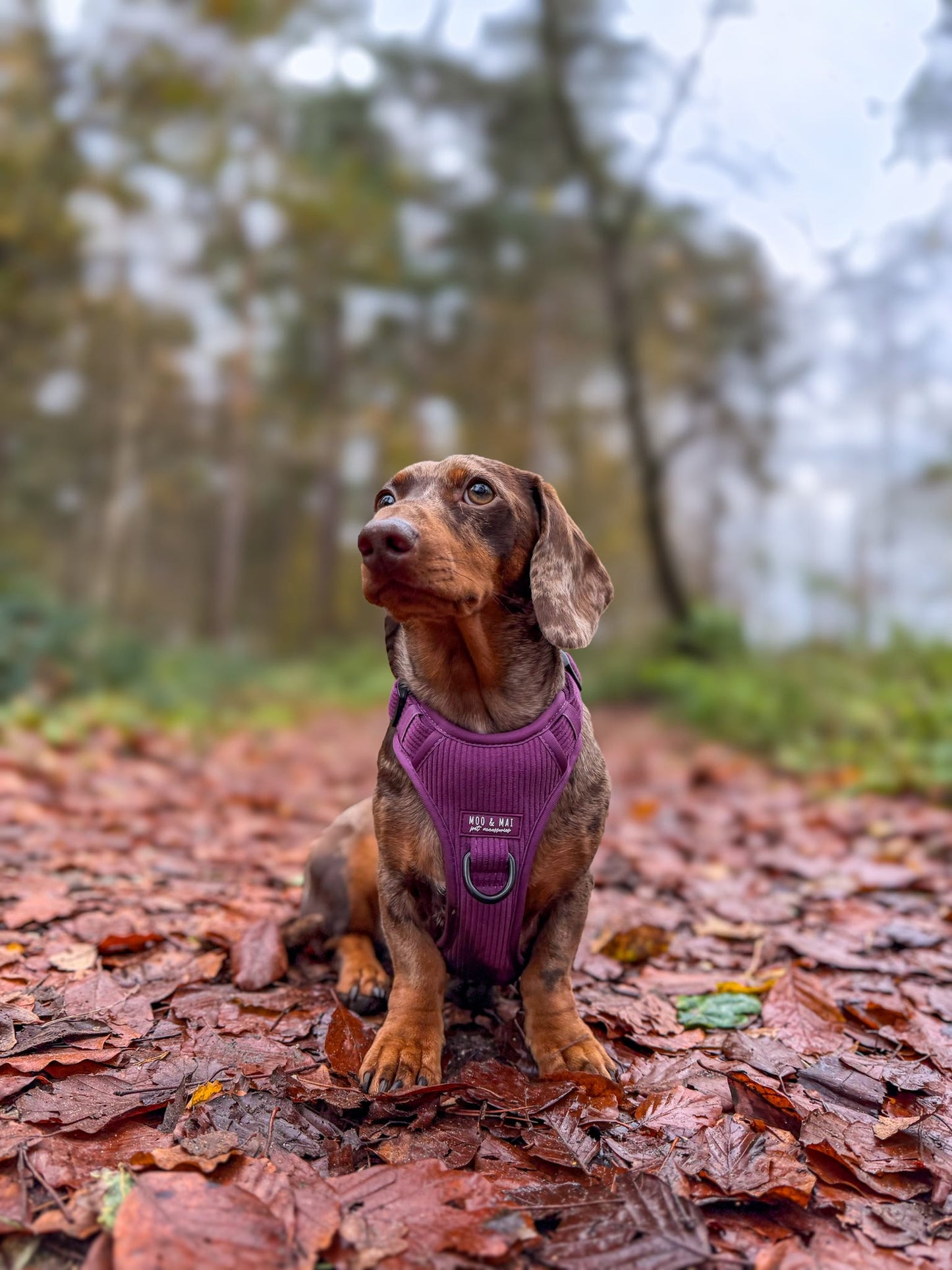 ‘Frosted Plum’ 3 Piece Essential Walkies Set