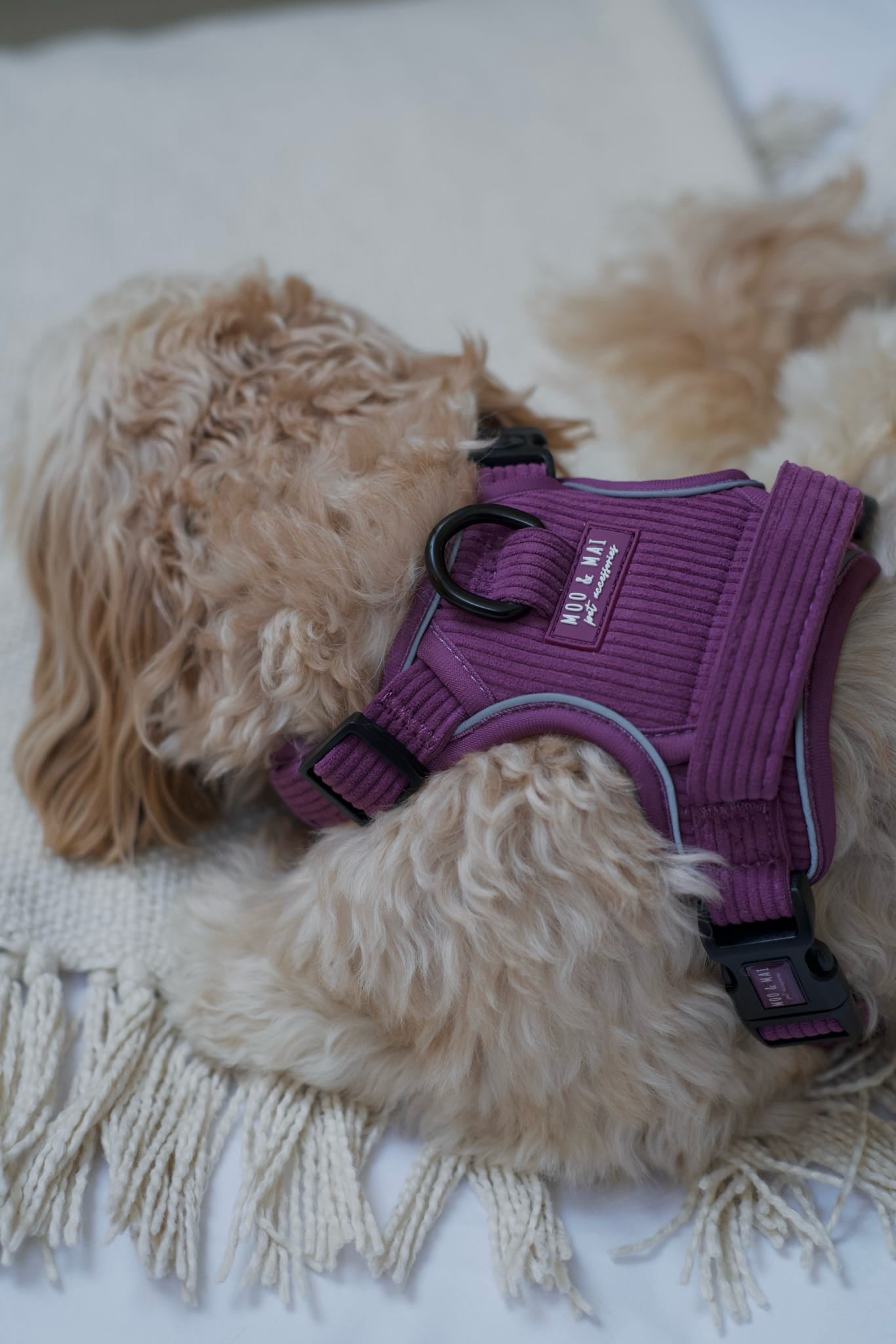 ‘Frosted Plum’ 3 Piece Essential Walkies Set