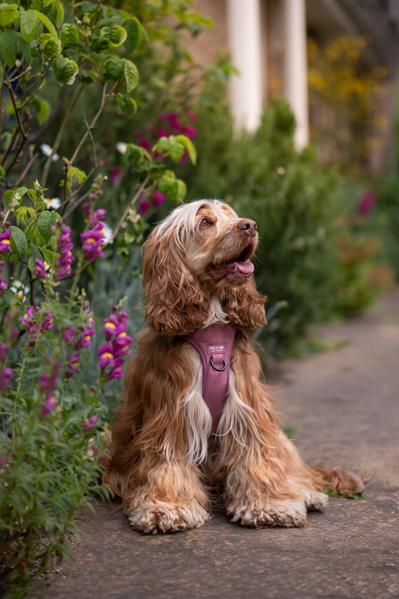 'Raspberry Ripple' 3 Click Harness