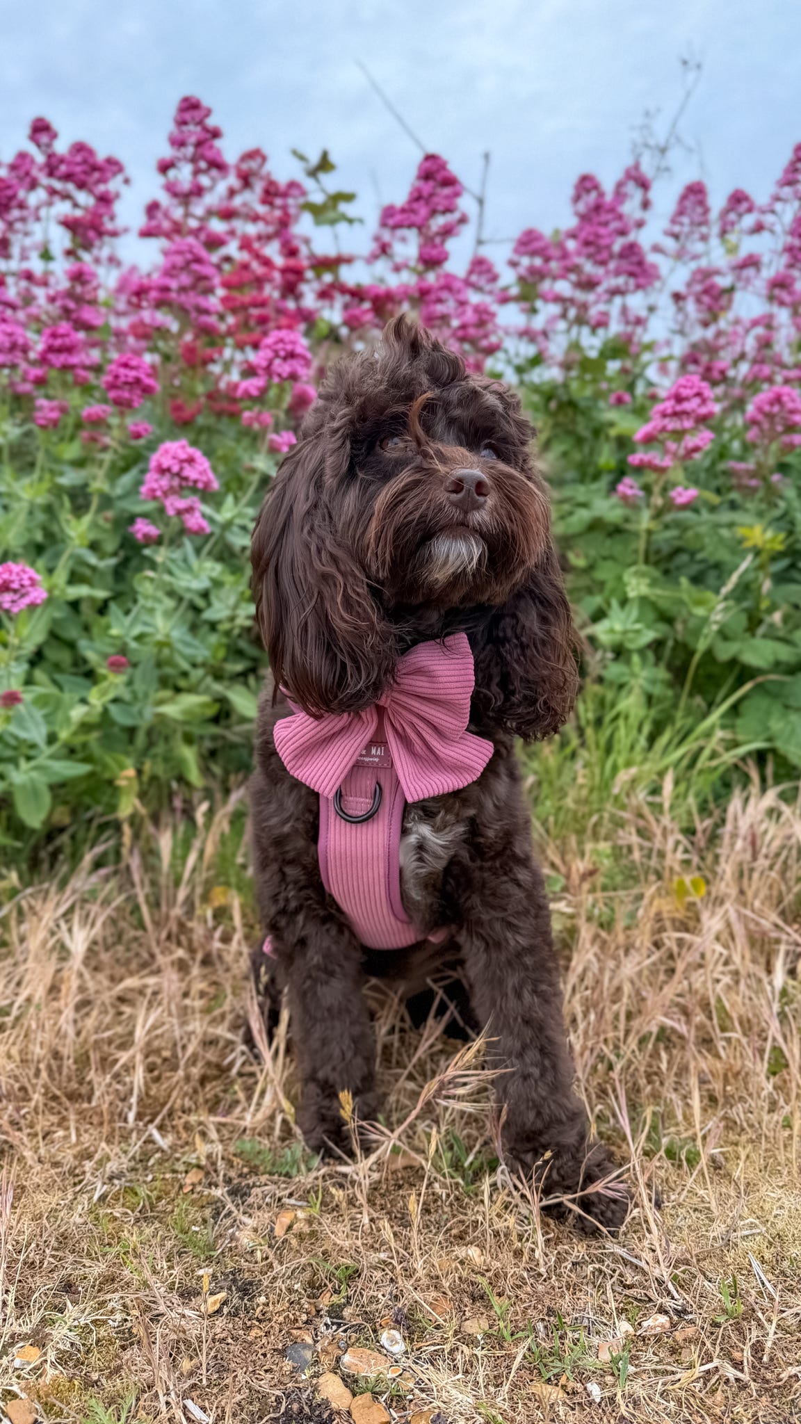'Raspberry Ripple' 3 Click Harness