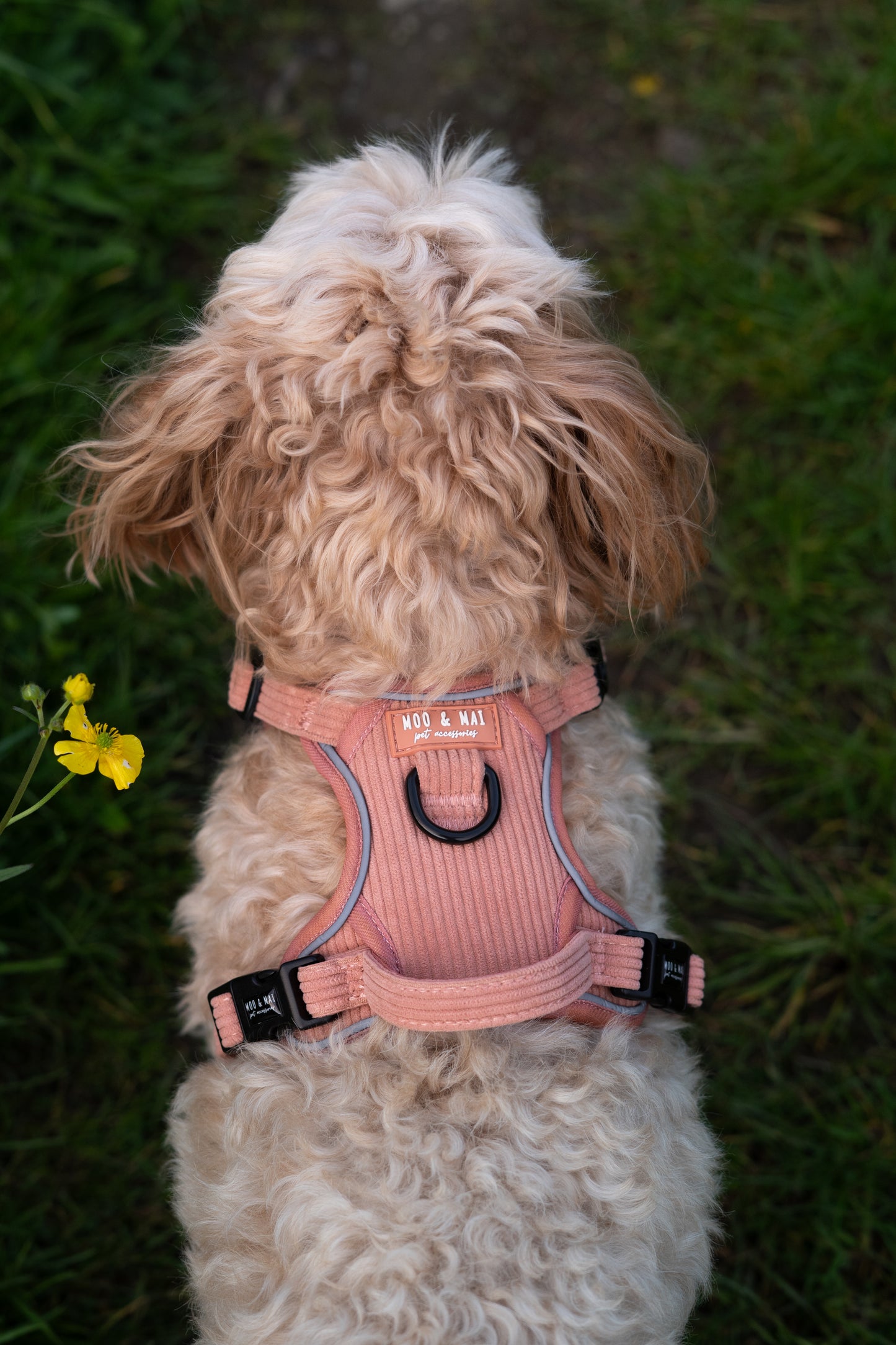 'Coral Cove' 3 Click Harness