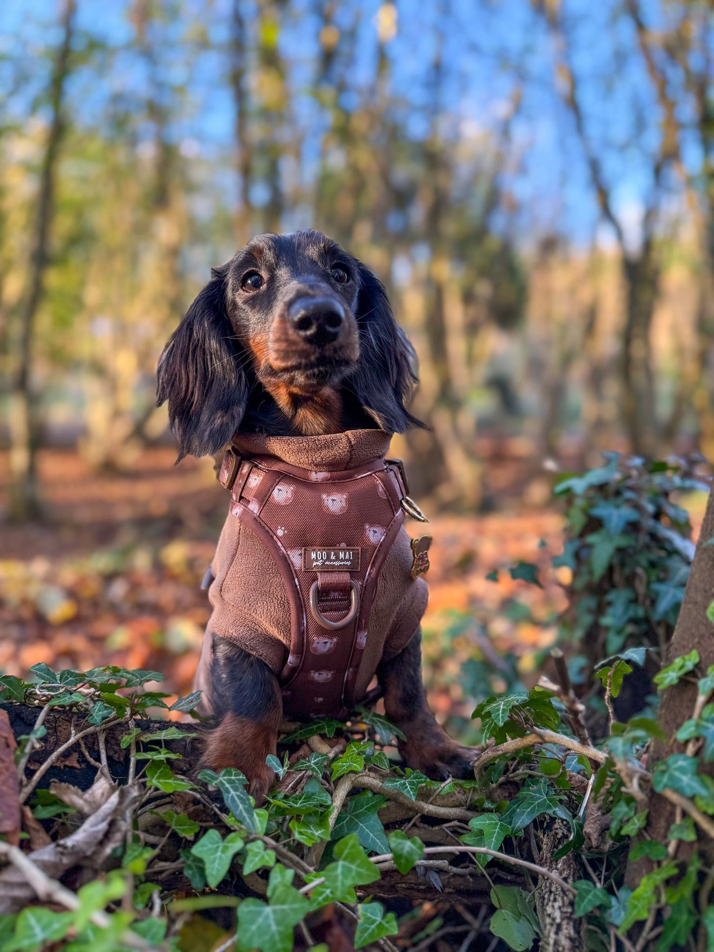 NEW ‘Beary Cute’ 3 Click Harness