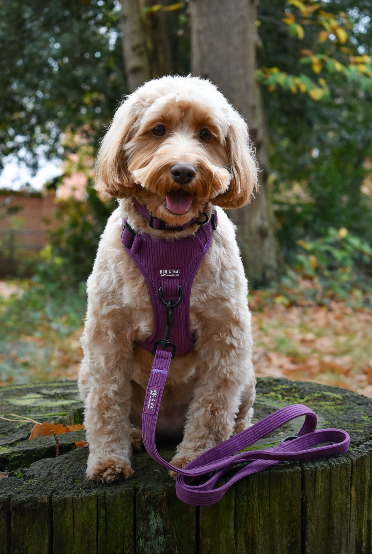 ‘Frosted Plum’ 3 Piece Essential Walkies Set