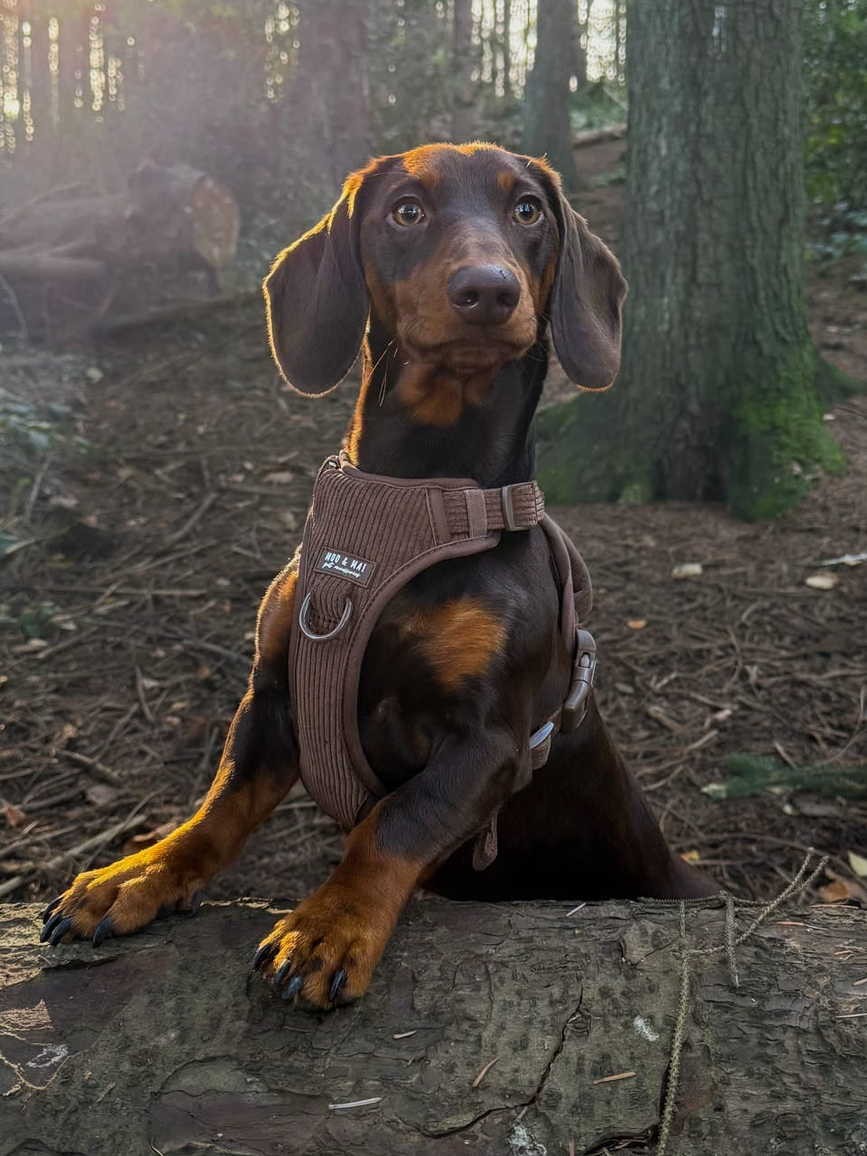 New ‘Choc Chip’ 3 Click Harness