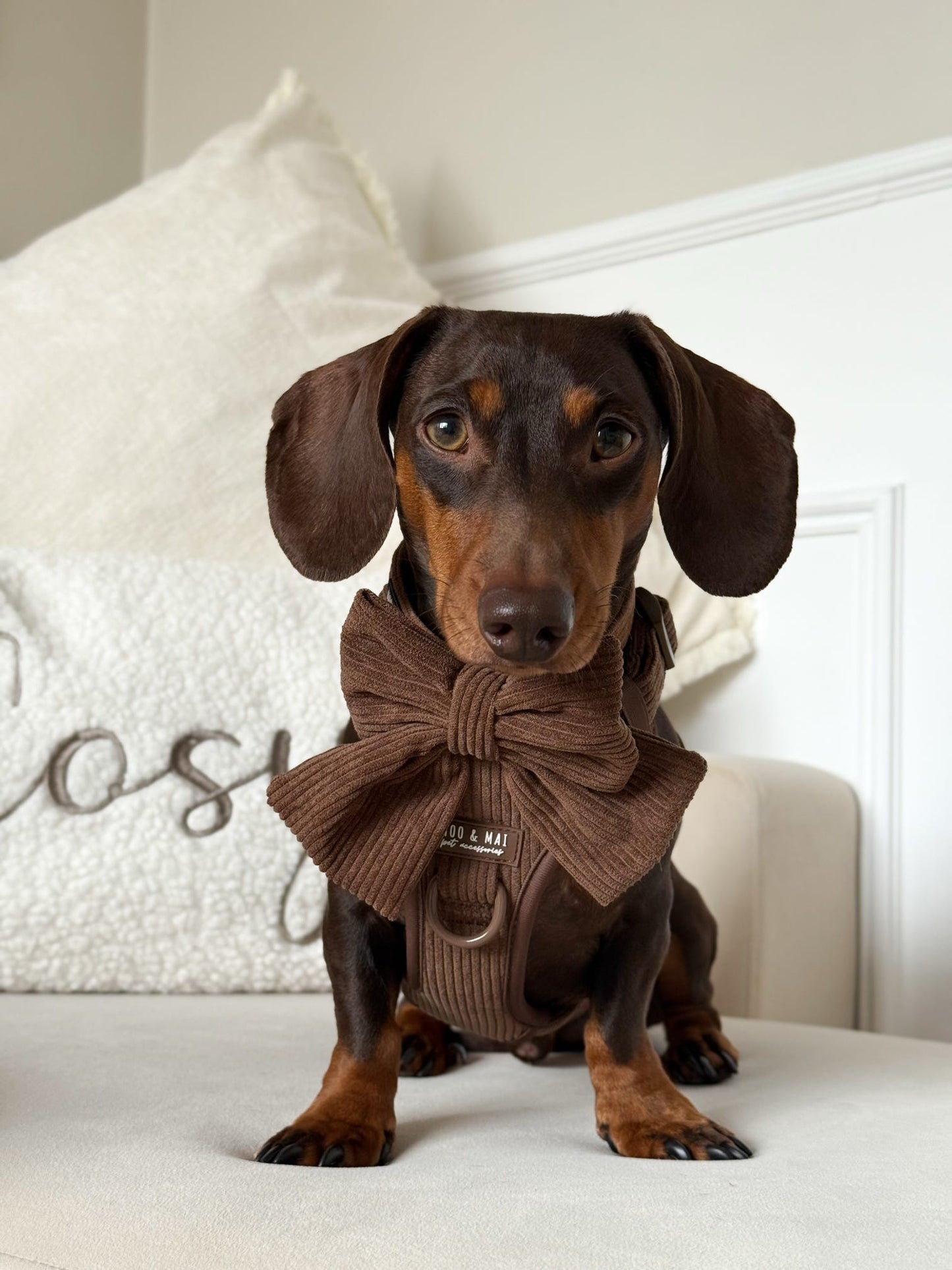 Ultimate 5 Piece Walkies Bundle ‘Choc Chip’