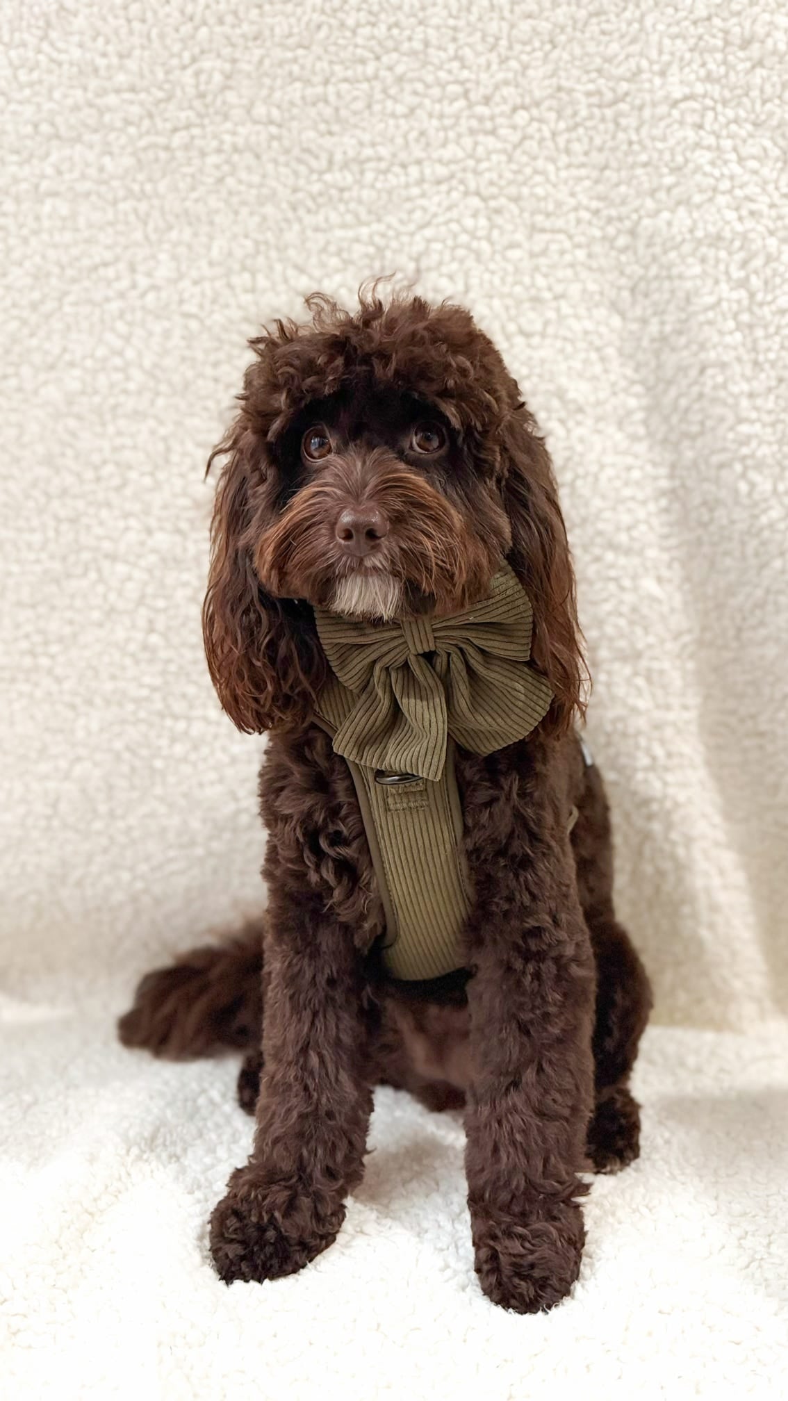 New ‘Olive Branch’ Sailor Bow