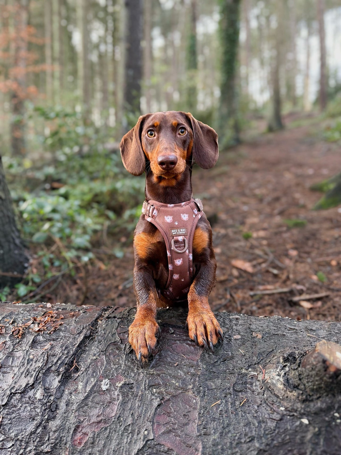 NEW ‘Beary Cute’ 3 Click Harness