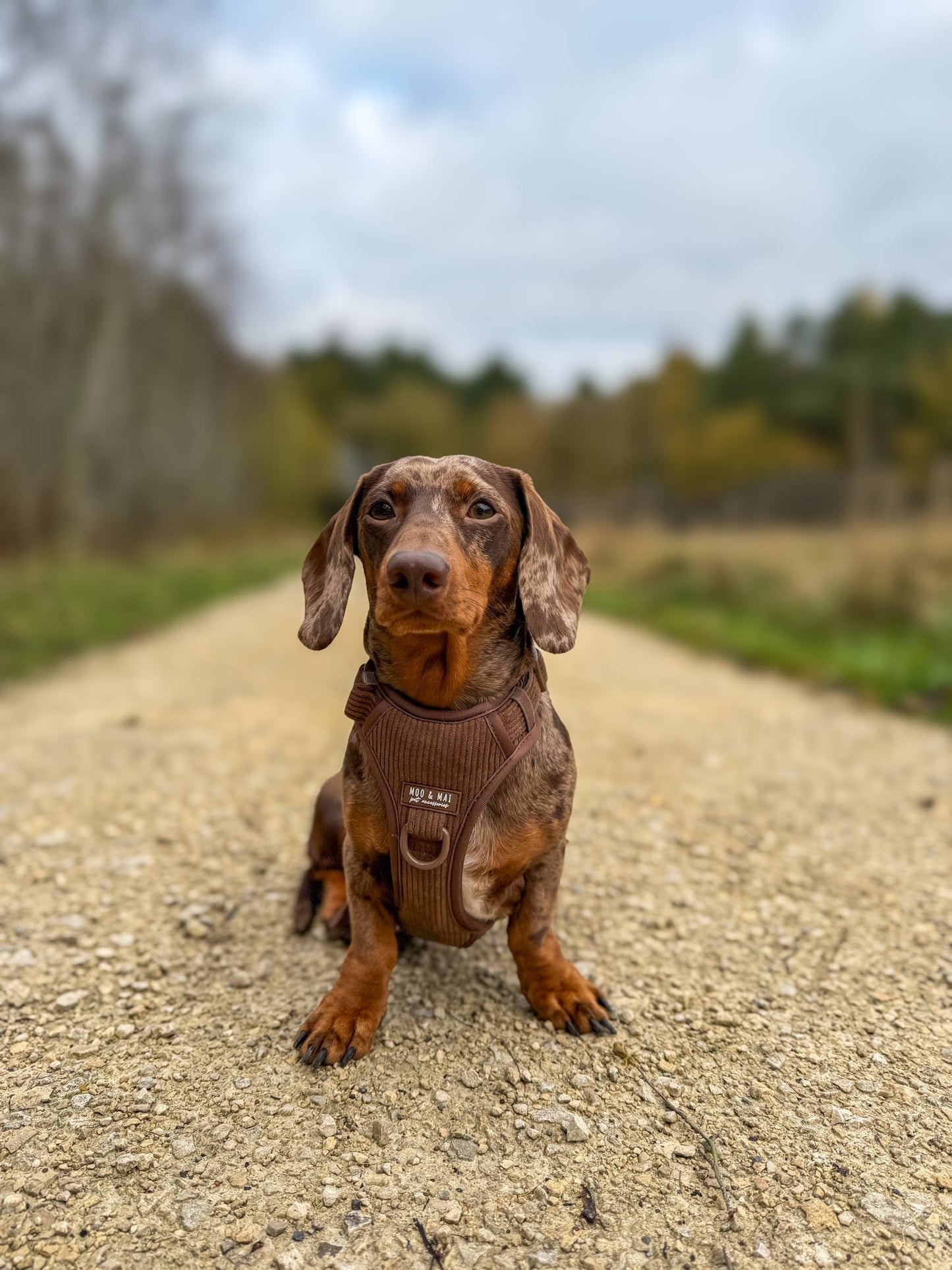 New ‘Choc Chip’ 3 Click Harness