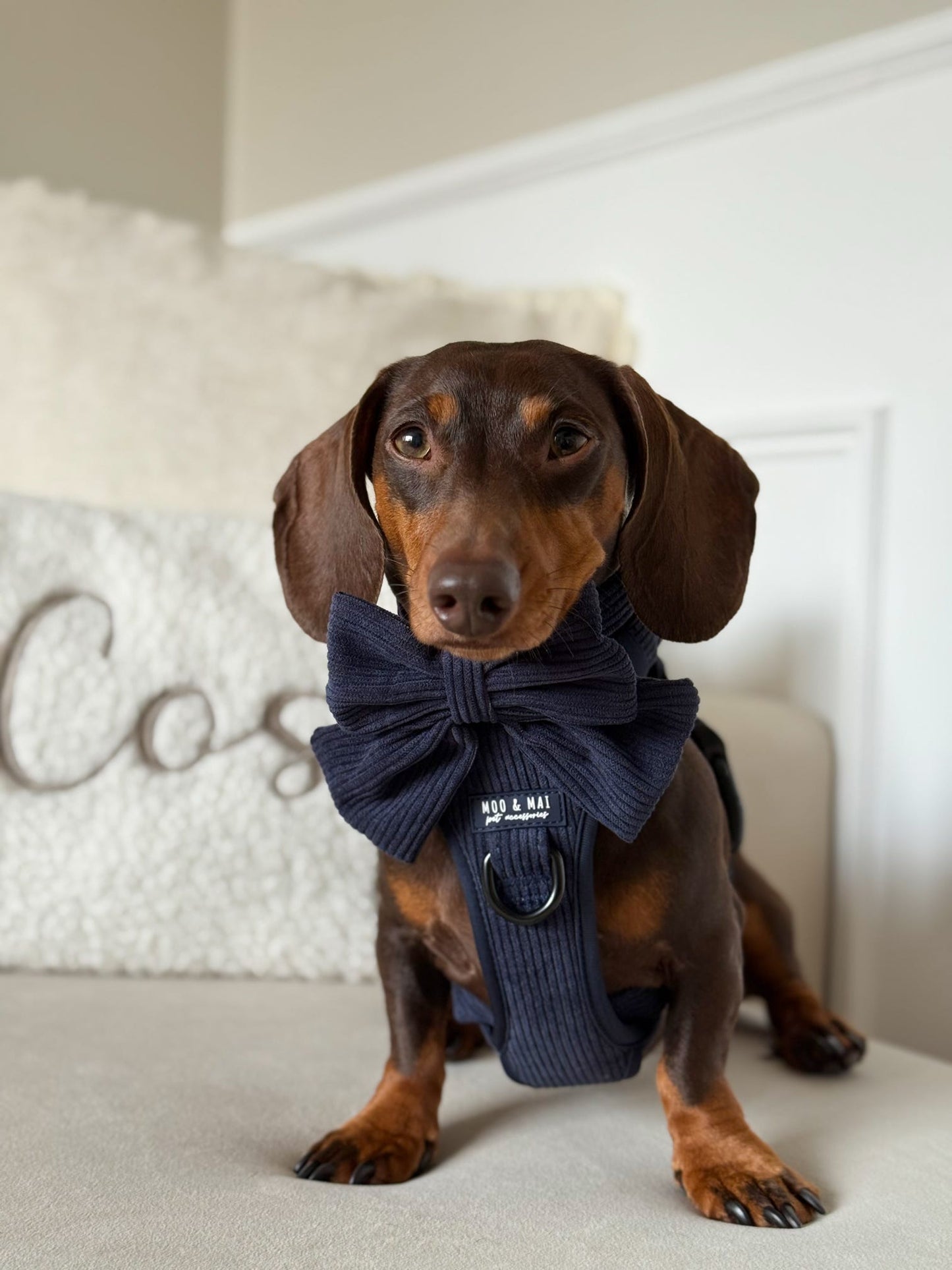 New ‘Navy Noir’ 3 Click Harness