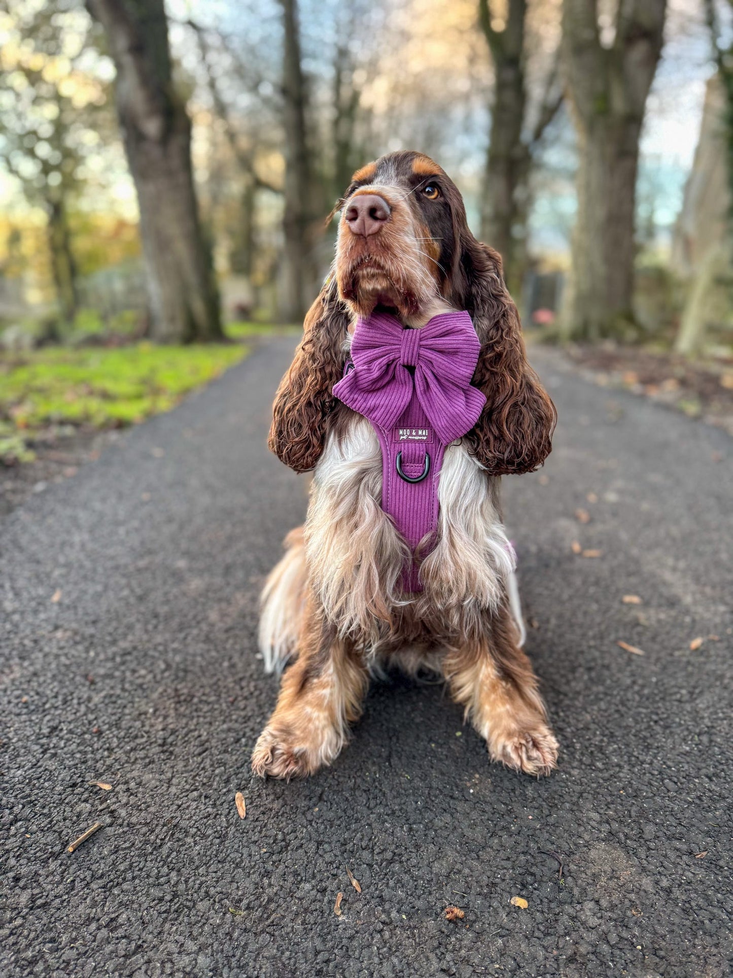 New ‘Frosted Plum’ 3 Click Harness