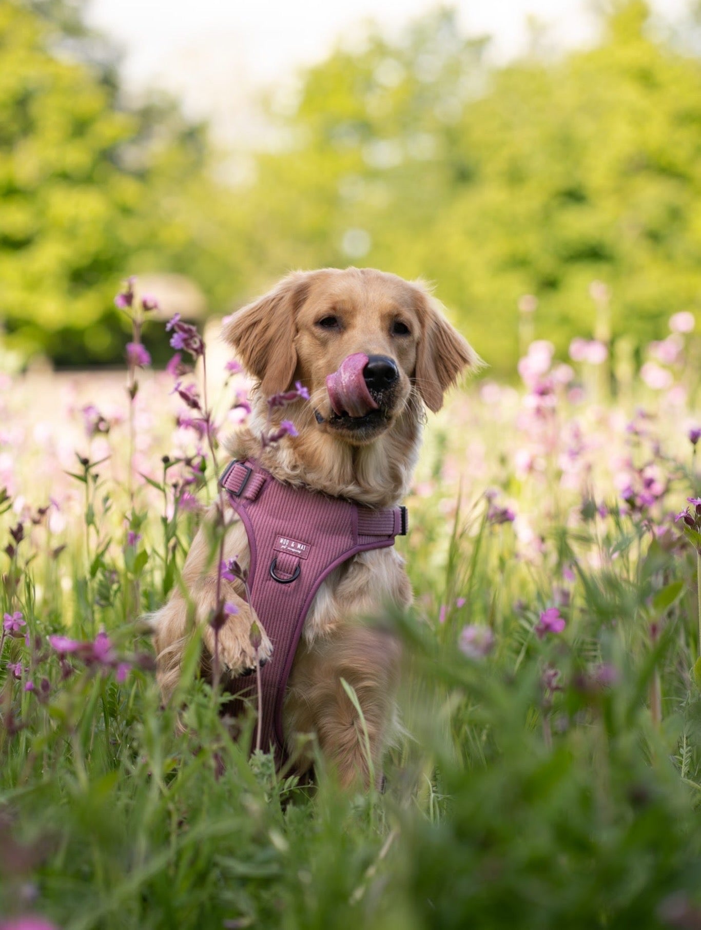 'Raspberry Ripple' - 3 Piece Walkies Bundle
