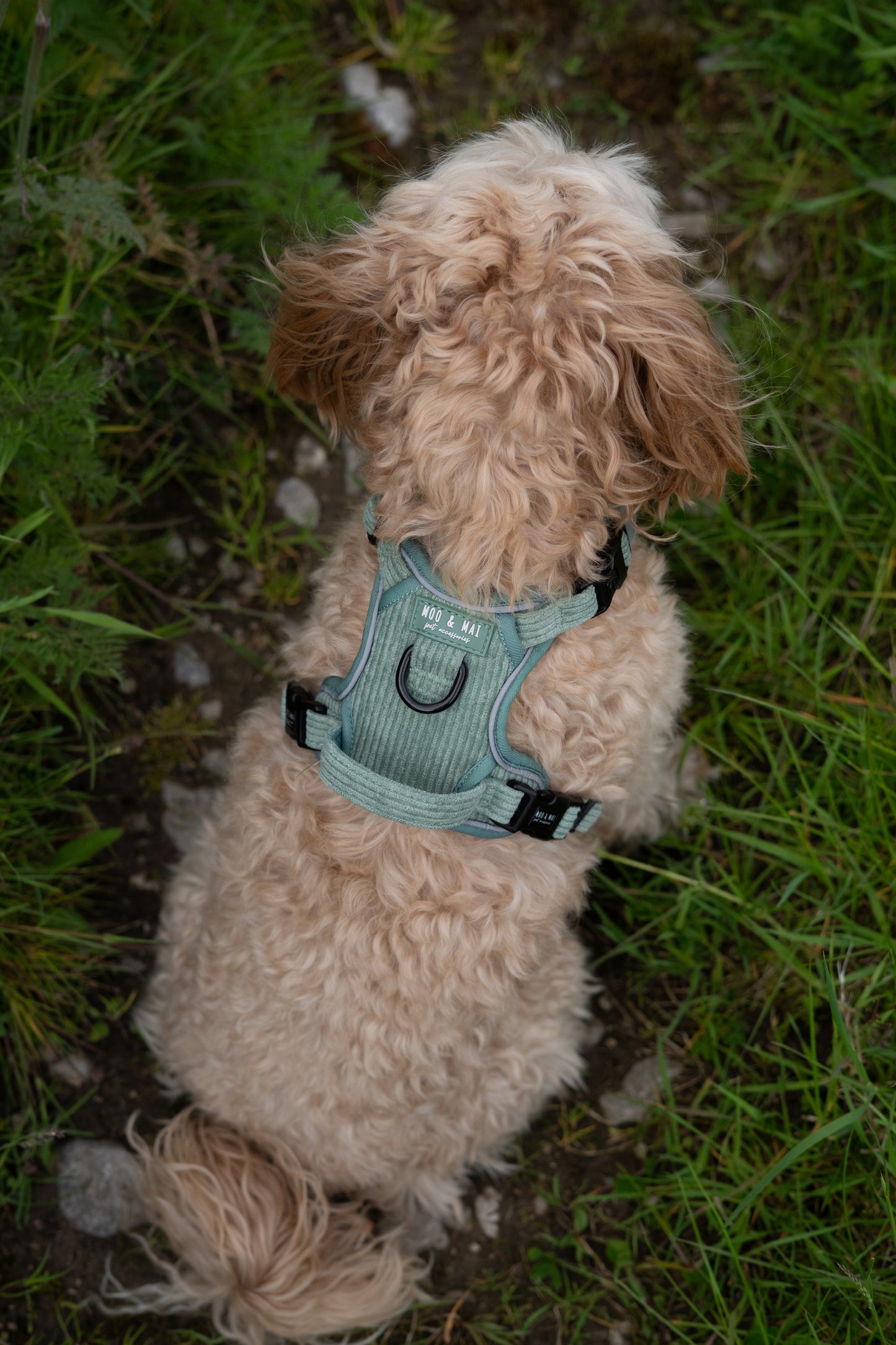 'Peppermint Tides' - 3 Piece Walkies Bundle