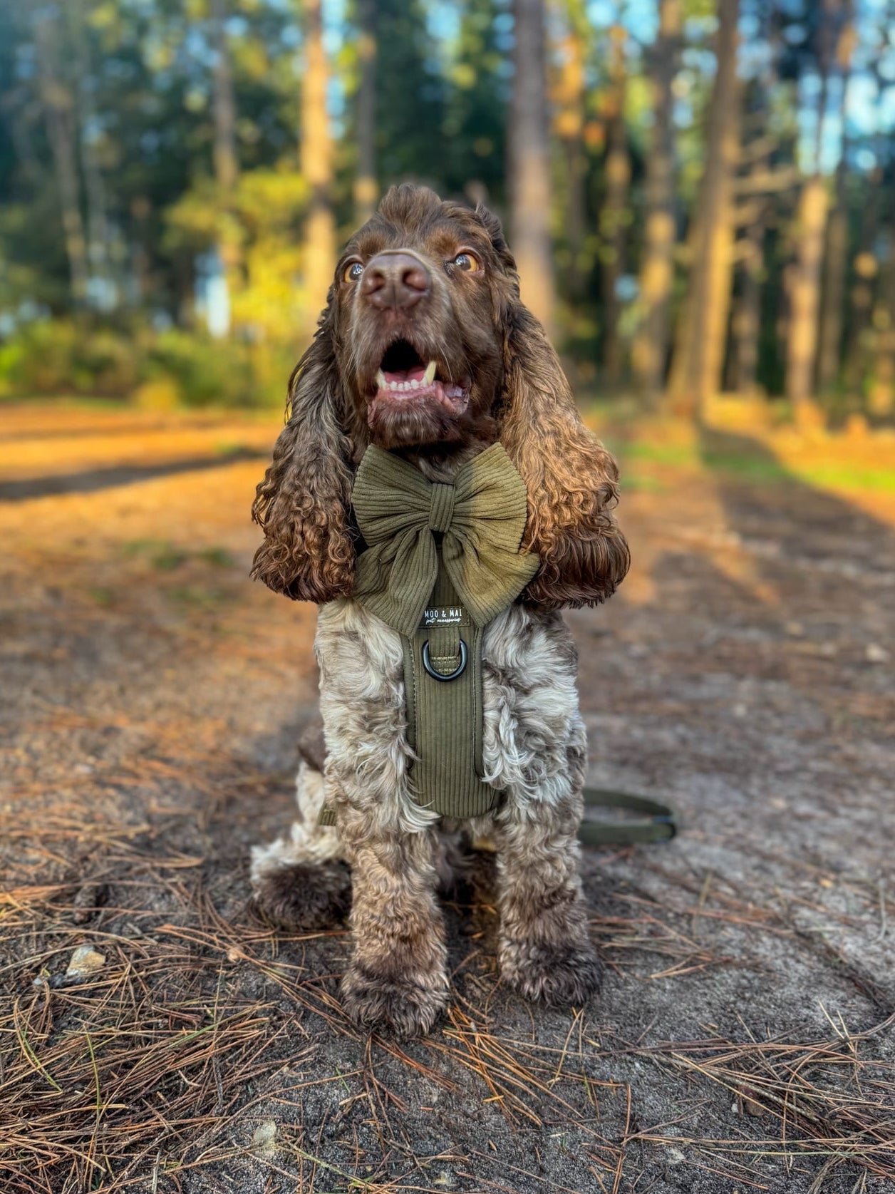 Ultimate 5 Piece Walkies Bundle ‘Olive Branch’