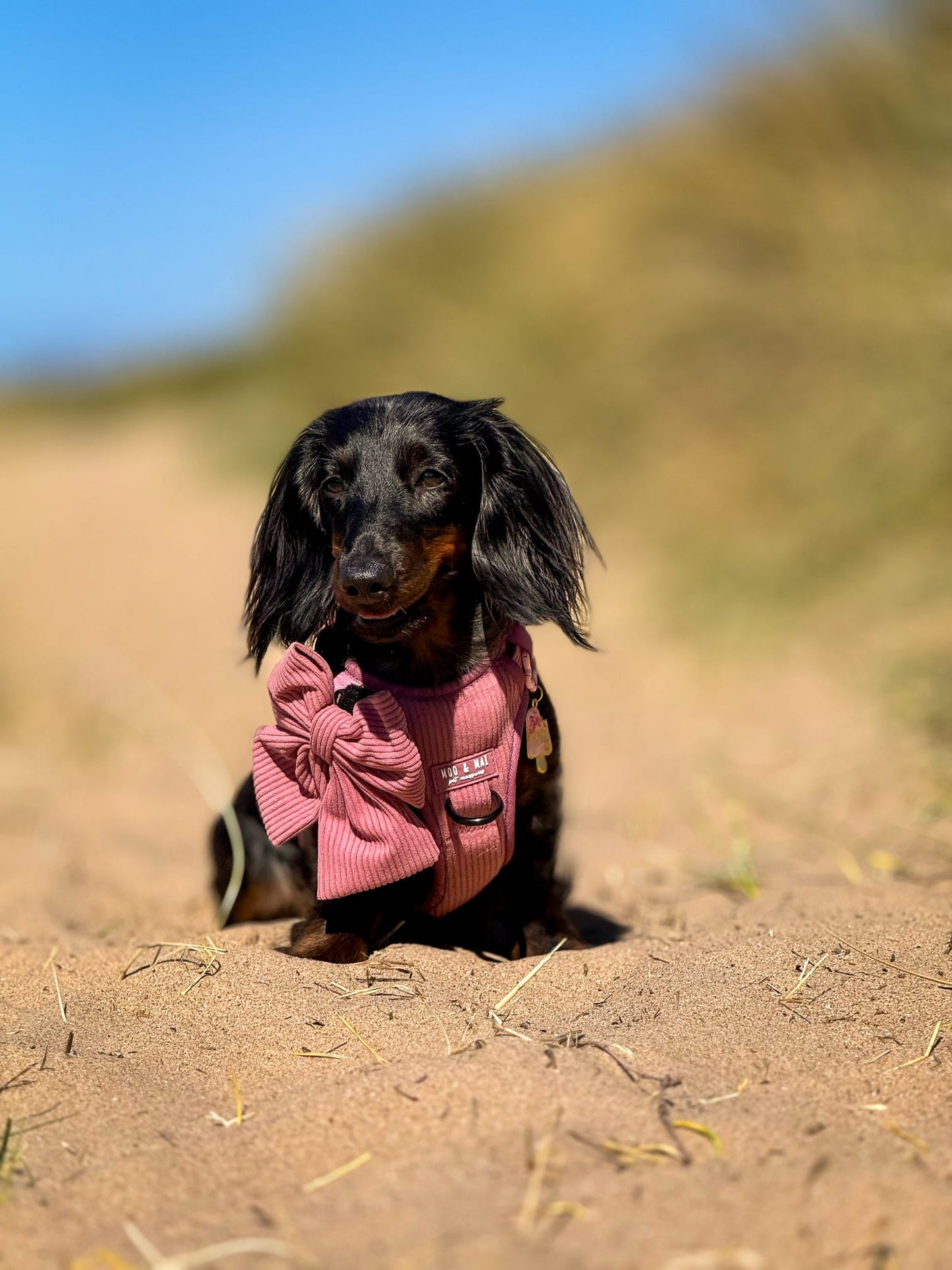 'Raspberry Ripple' 3 Click Harness