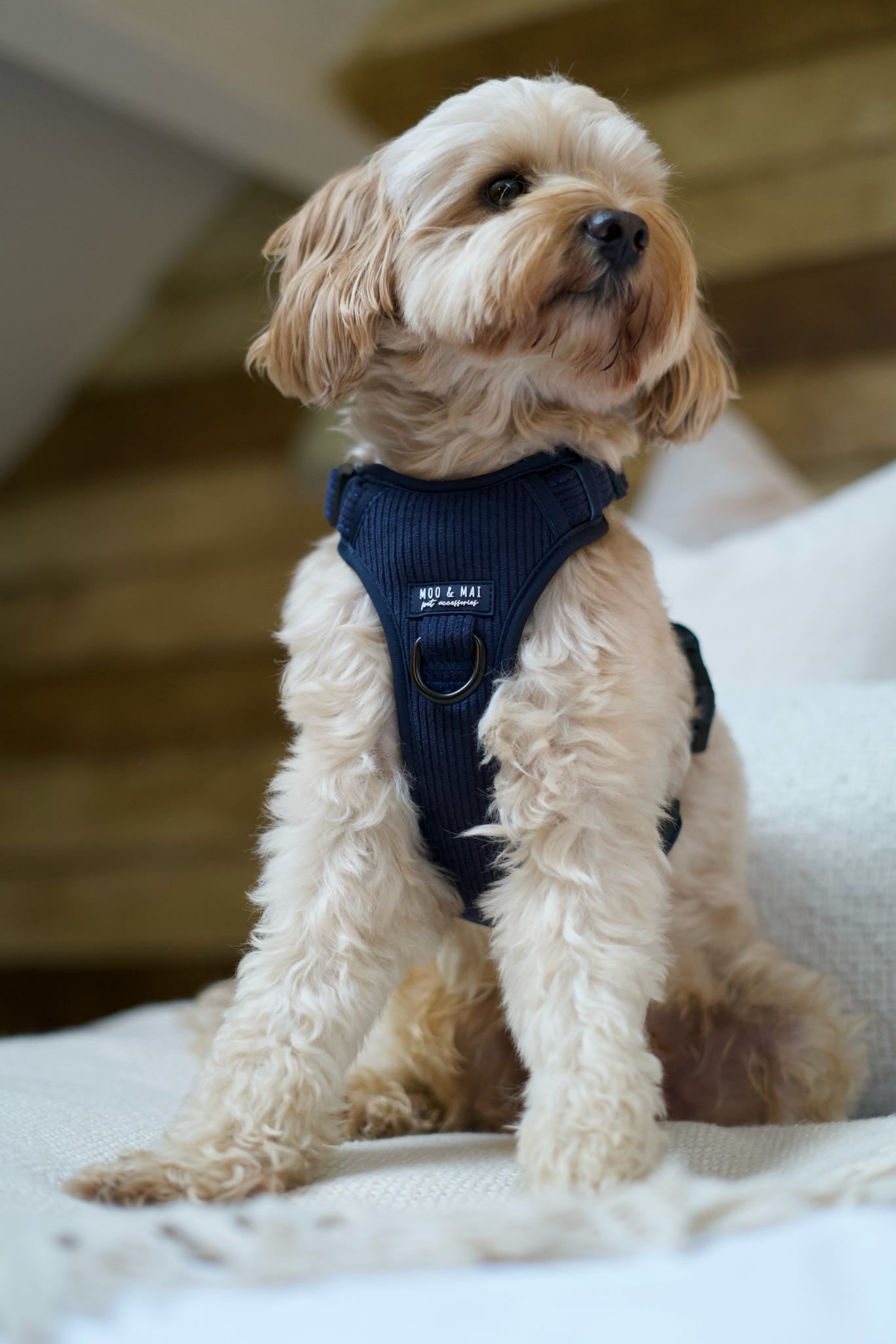 New ‘Navy Noir’ 3 Click Harness