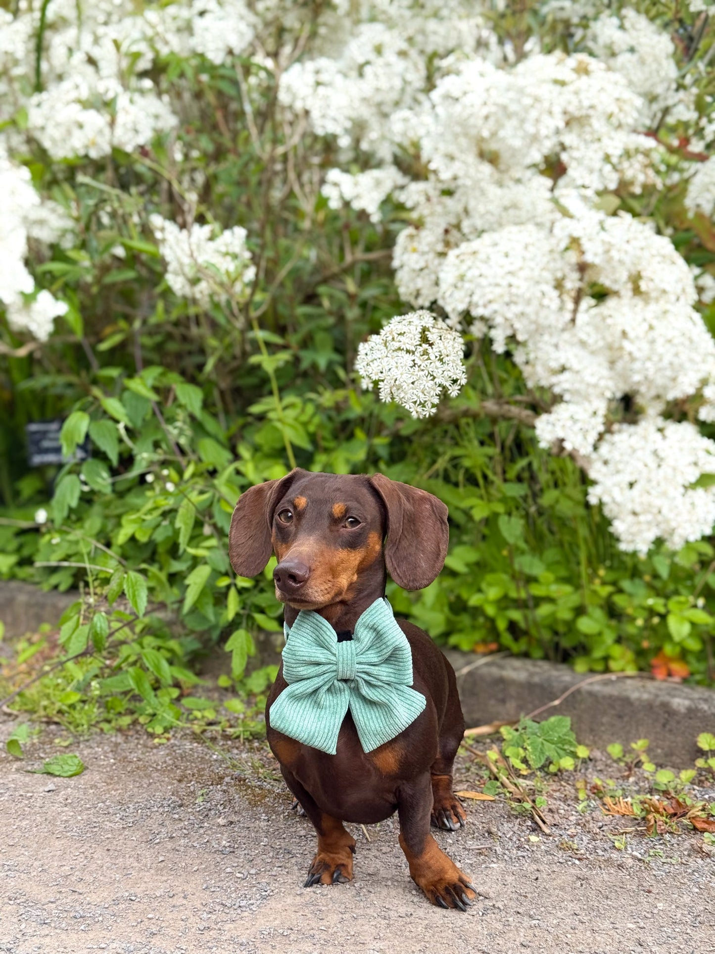 'Peppermint Tides' Sailor Bow