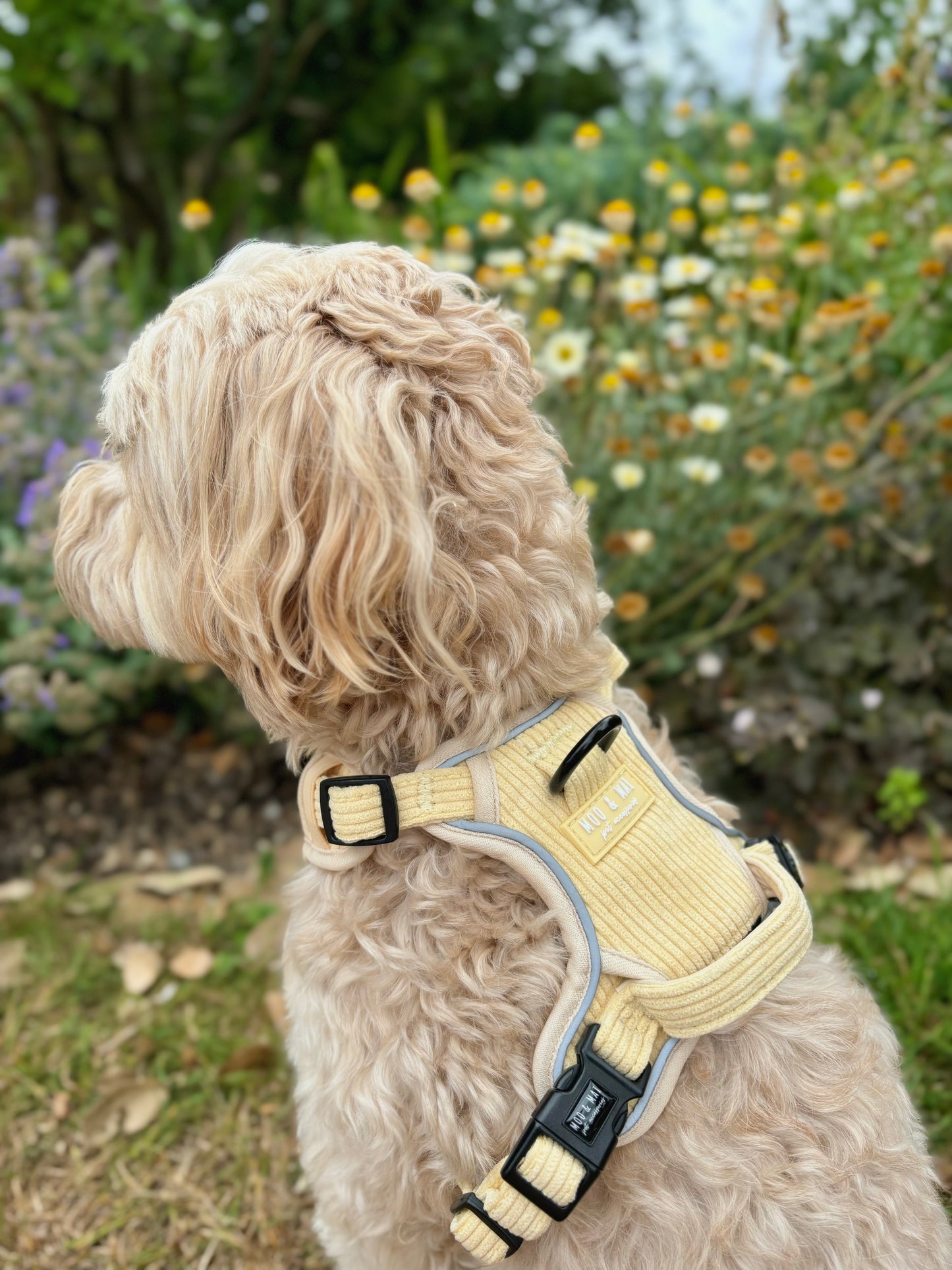 NEW 3 Click Harness - ‘Buttercream Bliss’