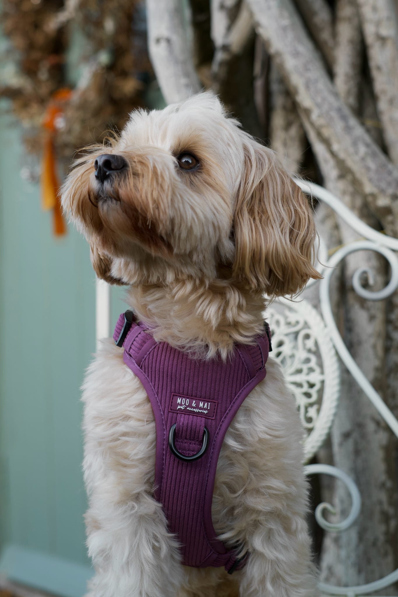 New ‘Frosted Plum’ 3 Click Harness