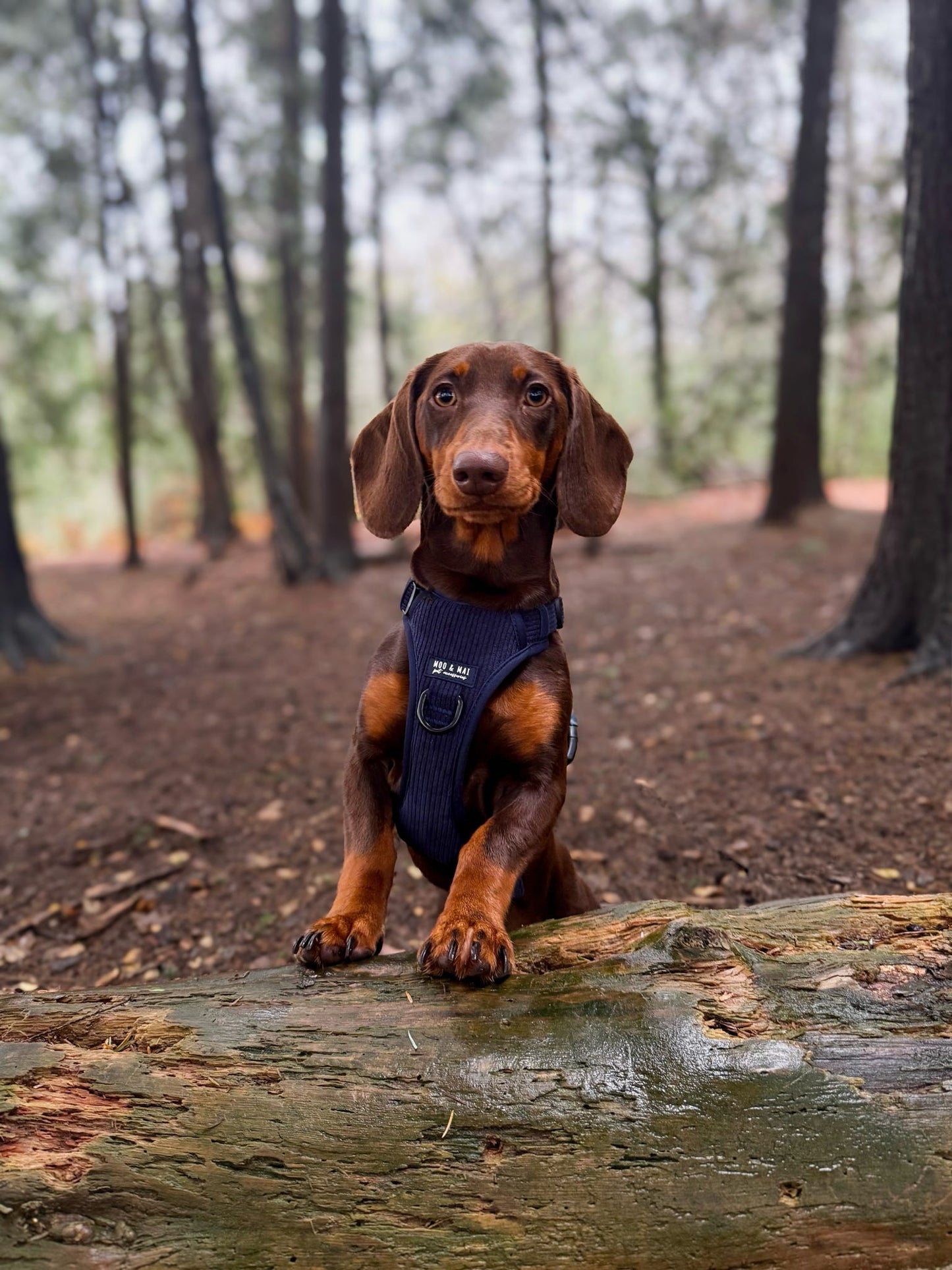New ‘Navy Noir’ 3 Click Harness