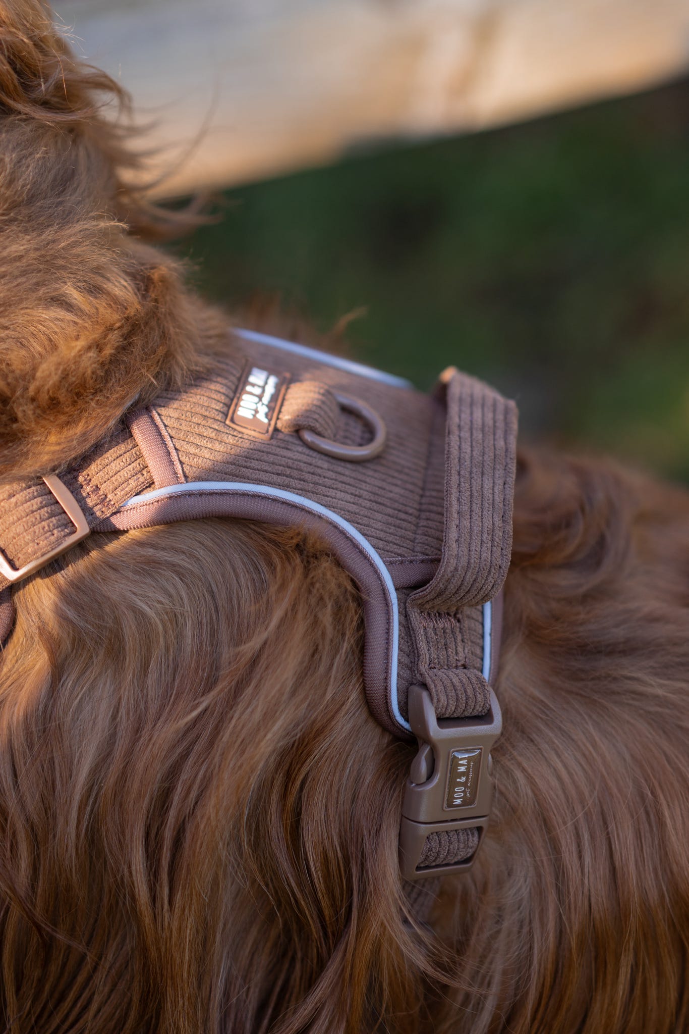 New ‘Choc Chip’ 3 Click Harness