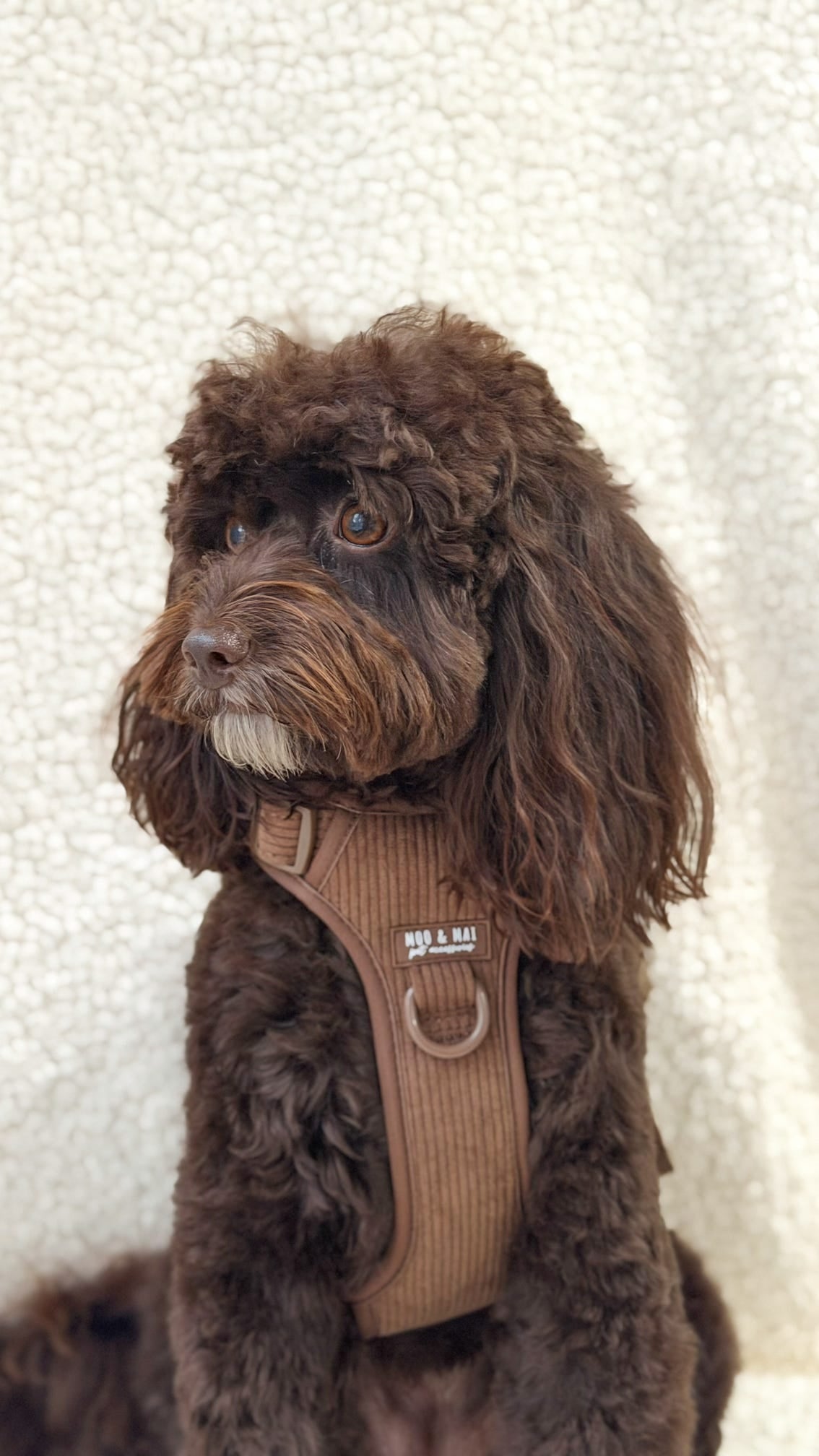 New ‘Choc Chip’ 3 Click Harness