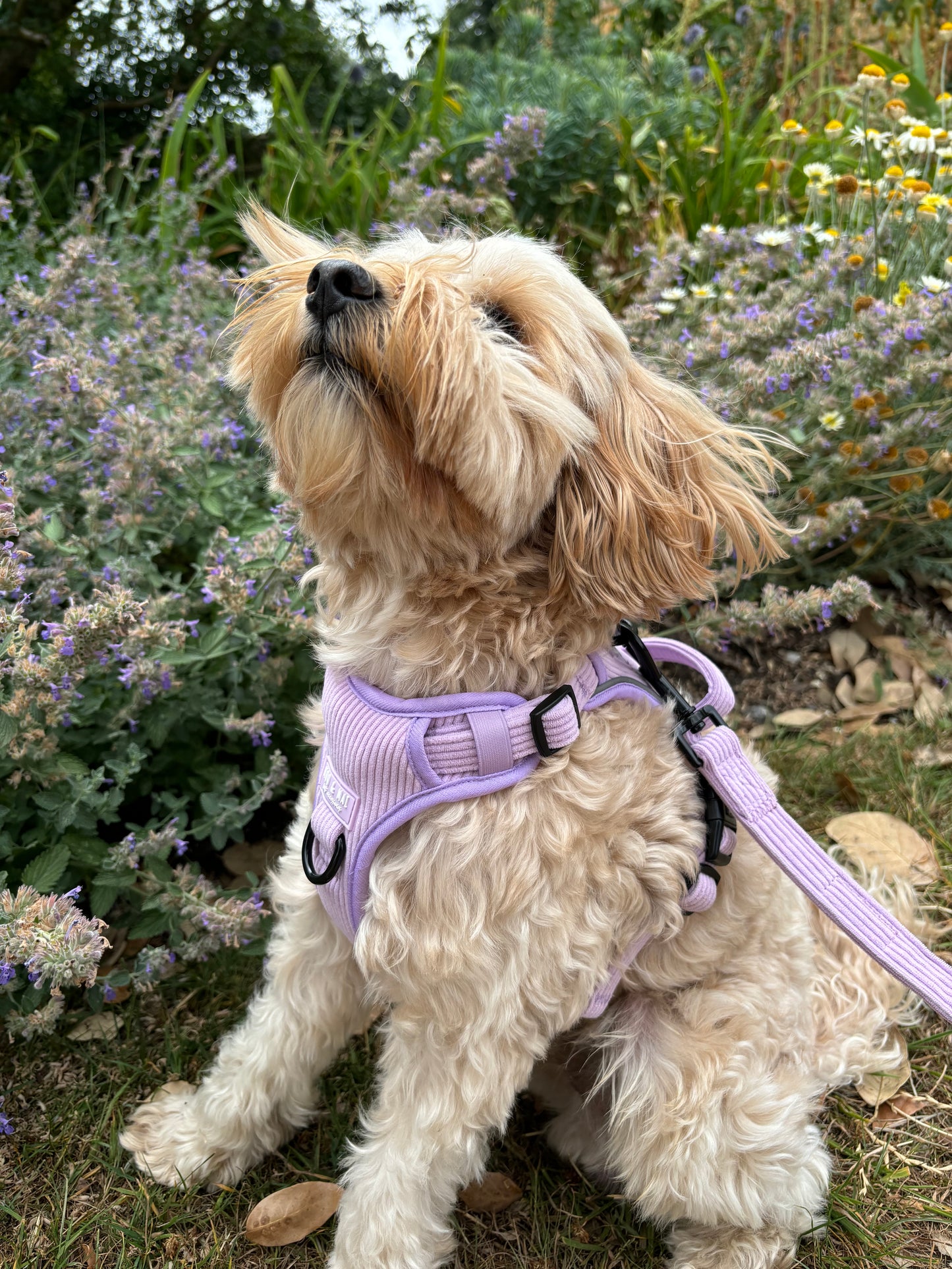 NEW 3 Click Harness - ‘Lavender Daze’