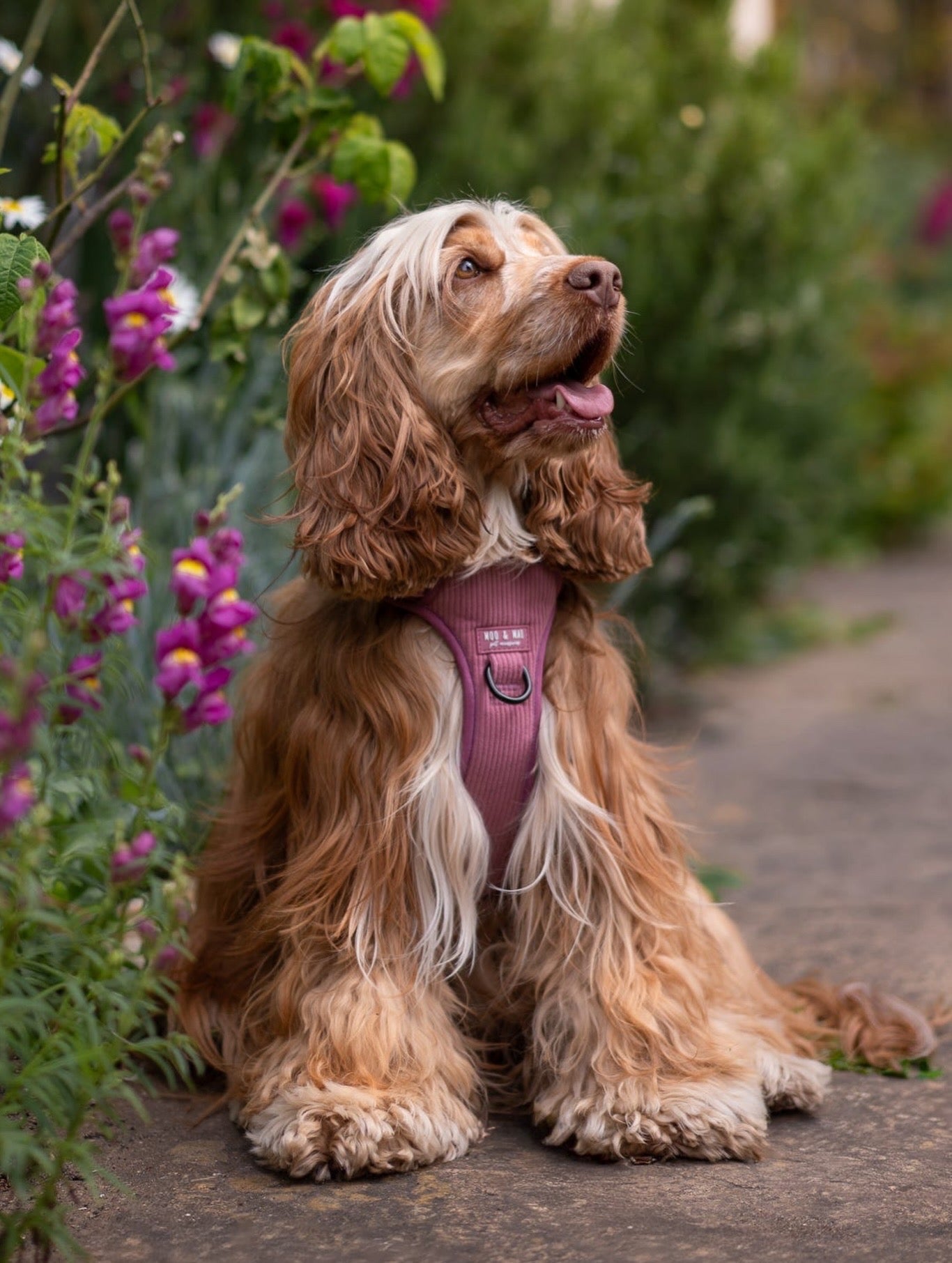 'Raspberry Ripple' - 3 Piece Walkies Bundle
