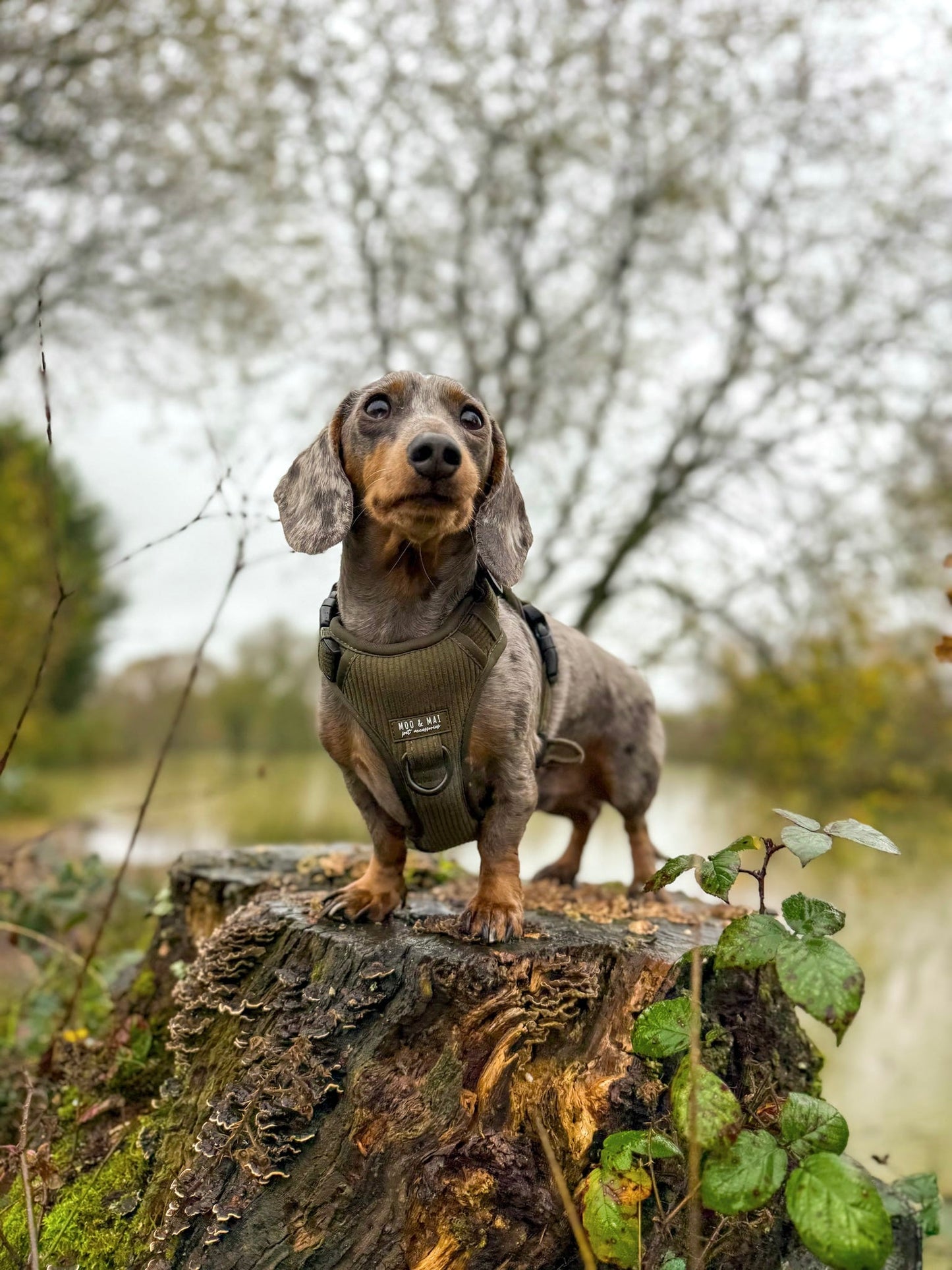 New ‘Olive Branch’ 3 Click Harness