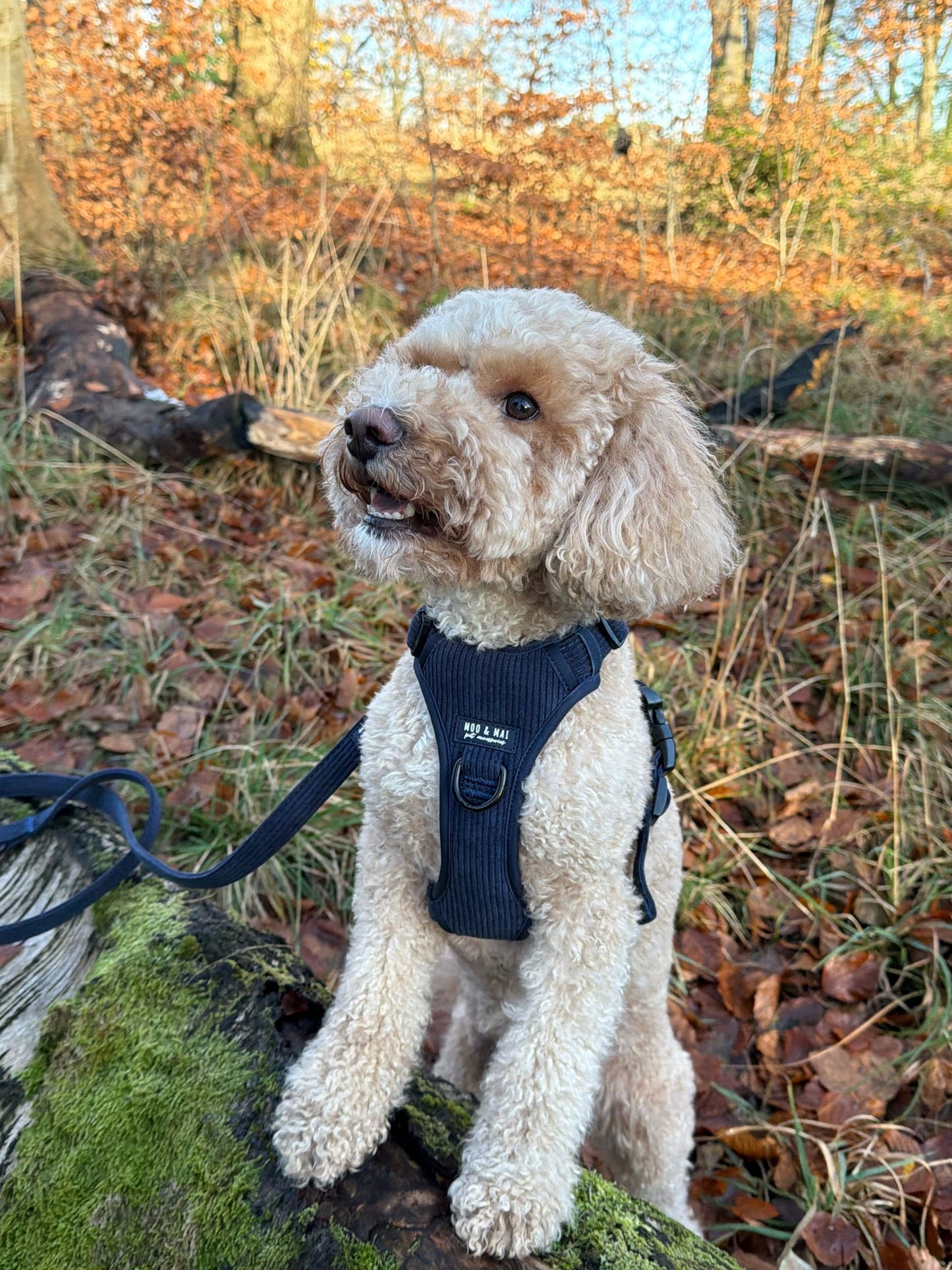 New ‘Navy Noir’ 3 Click Harness