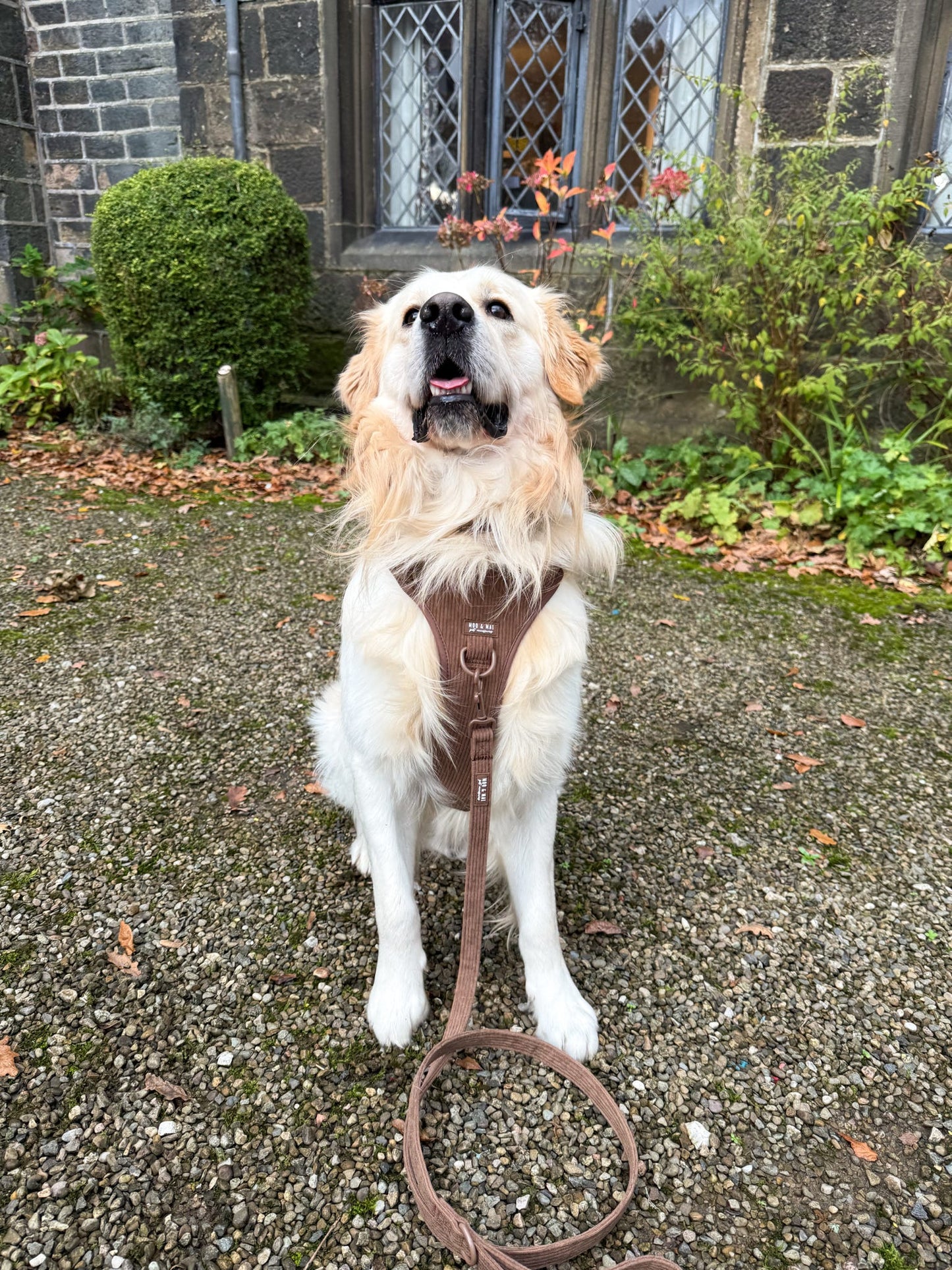 New ‘Choc Chip’ 3 Click Harness