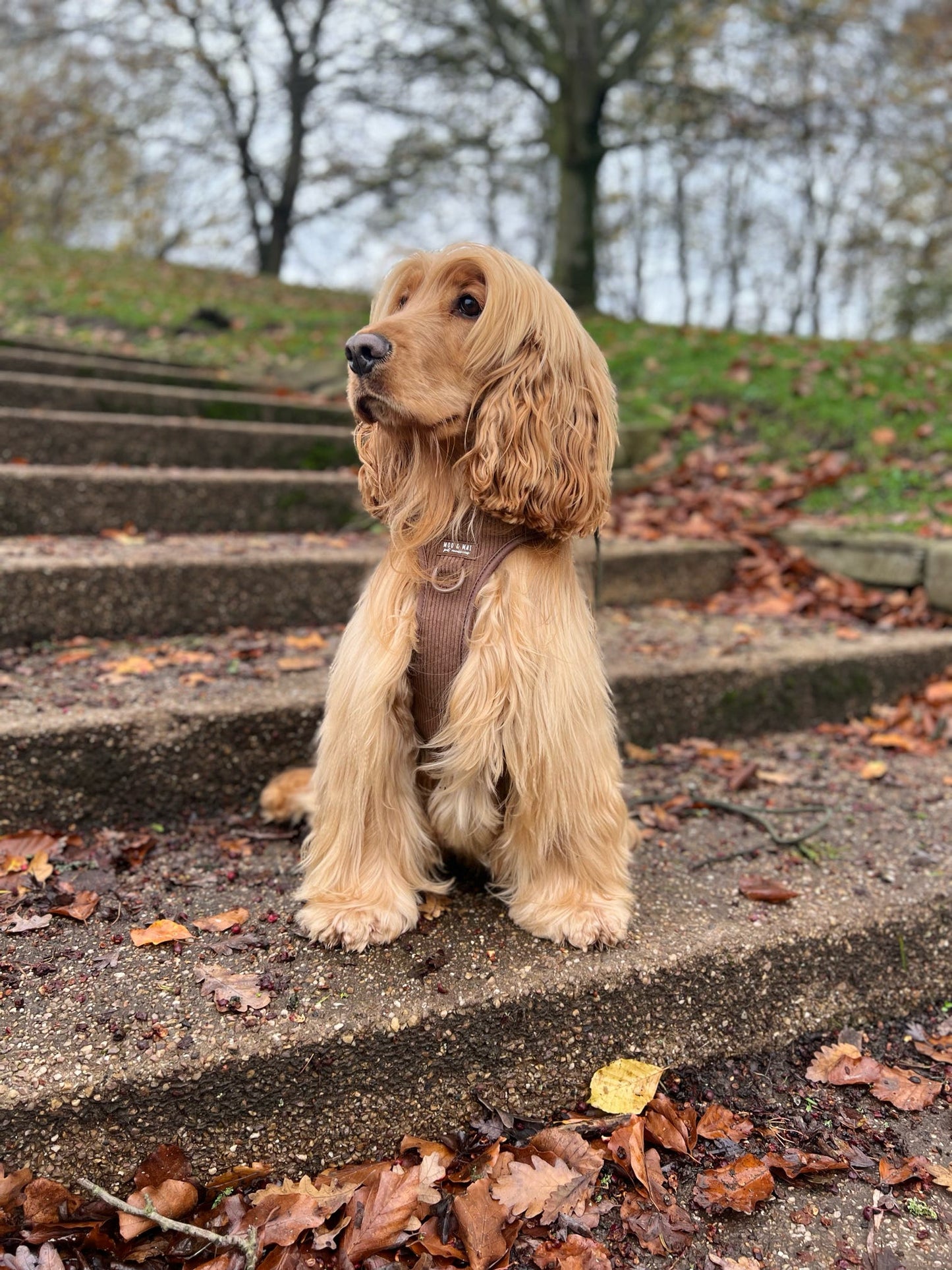 New ‘Choc Chip’ 3 Click Harness
