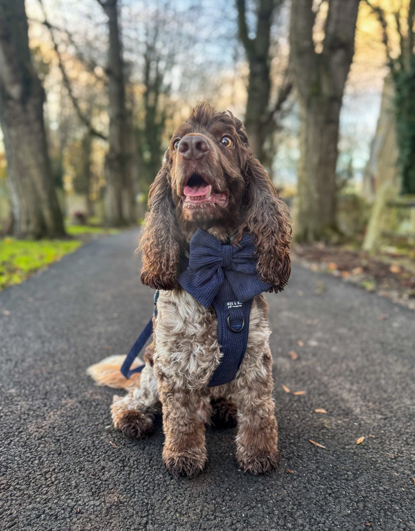 New ‘Navy Noir’ 3 Click Harness