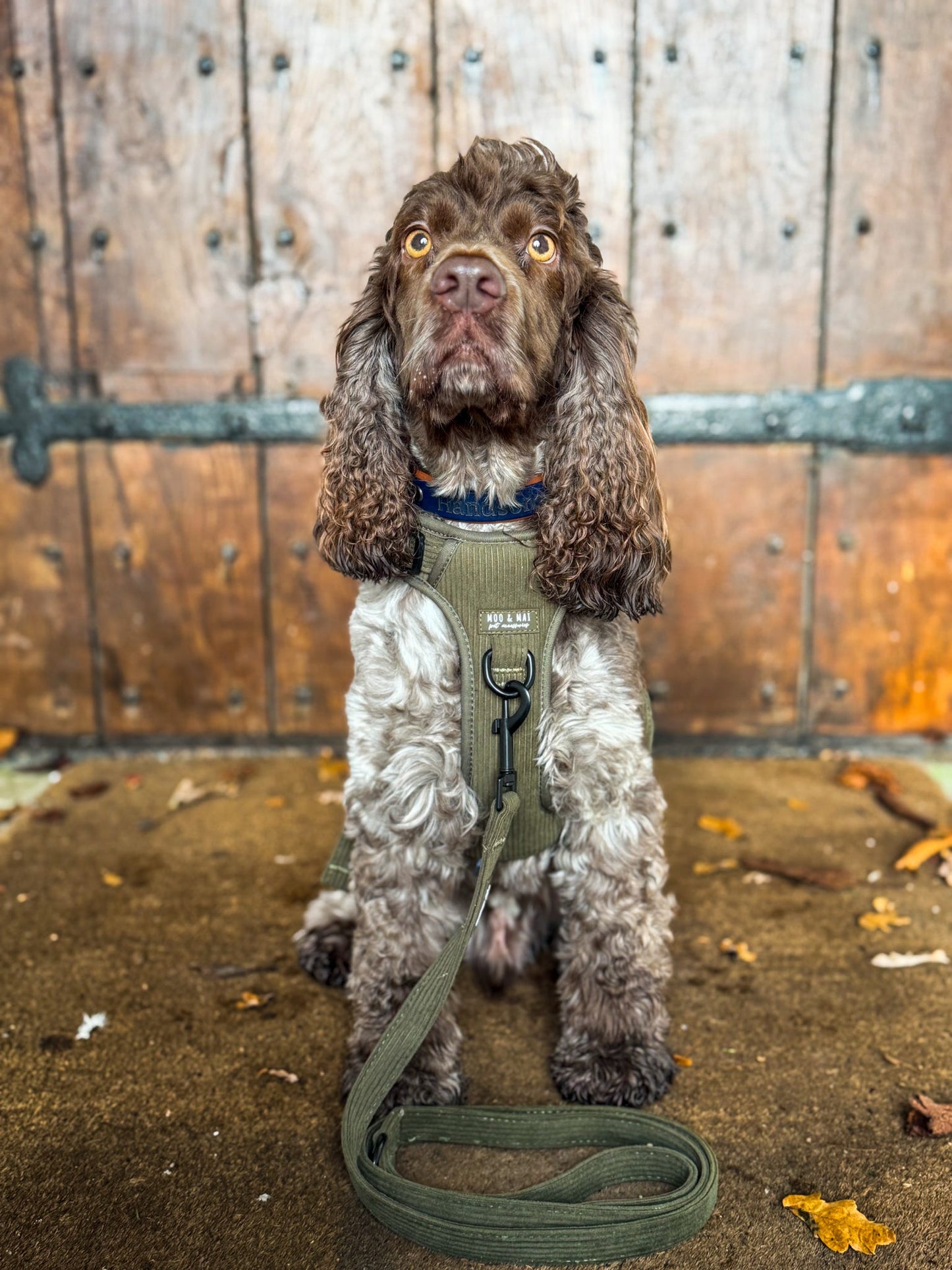 New ‘Olive Branch’ 3 Click Harness
