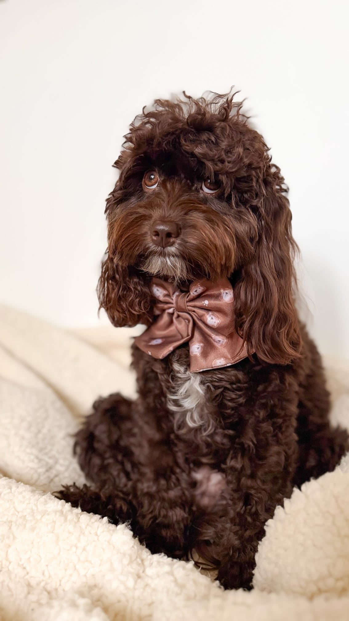 New ‘Beary Cute’ Sailor Bow