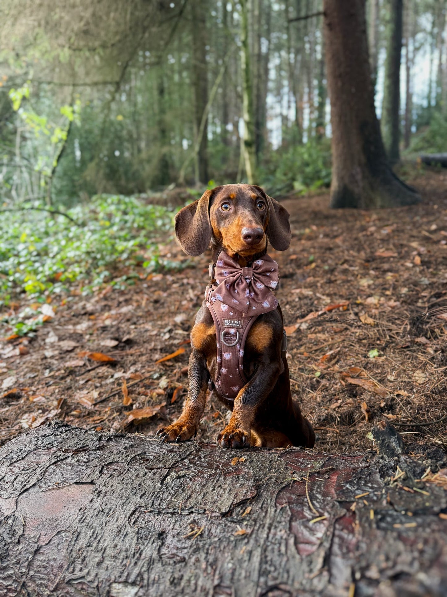 New ‘Beary Cute’ Sailor Bow