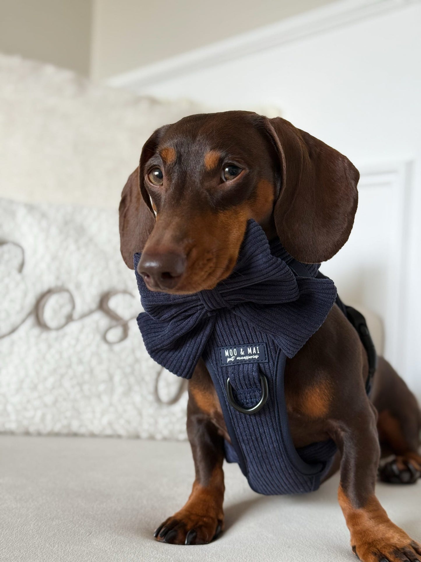 Ultimate 5 Piece Walkies Bundle ‘Navy Noir’