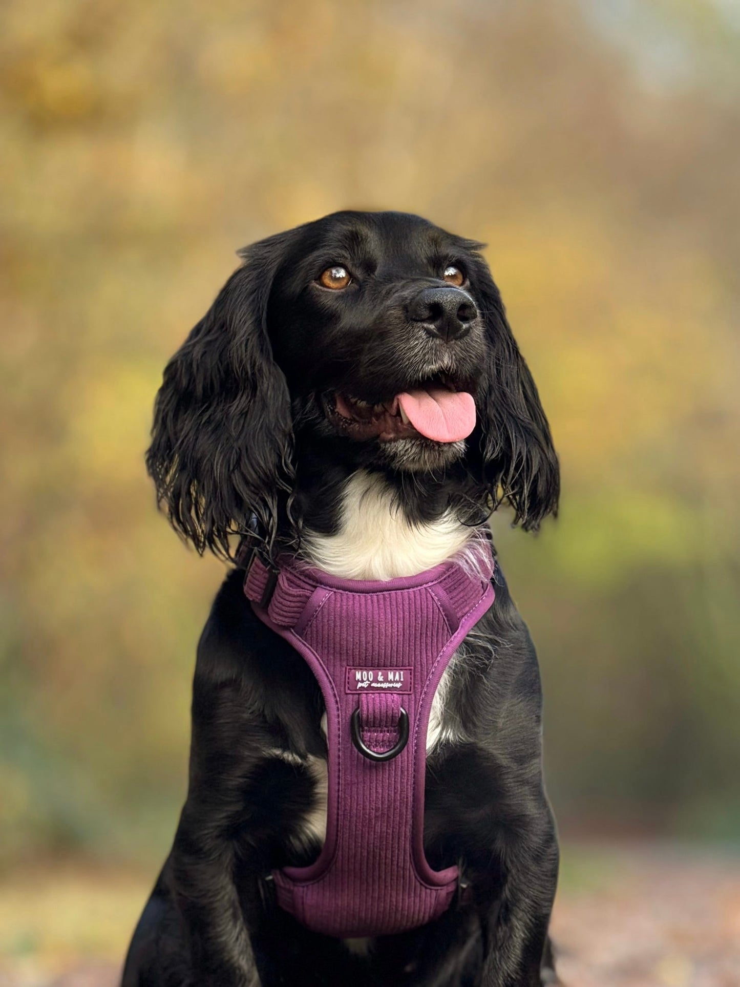 ‘Frosted Plum’ 3 Piece Essential Walkies Set