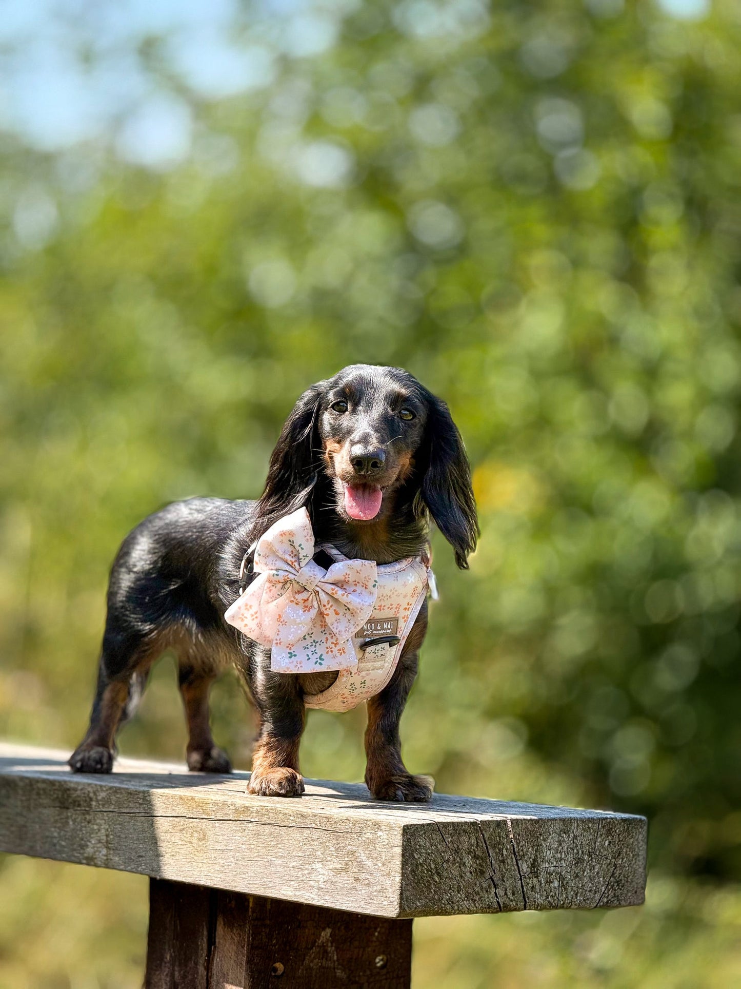 ‘Ditsy Daisy’ - 3 Piece Walkies Bundle