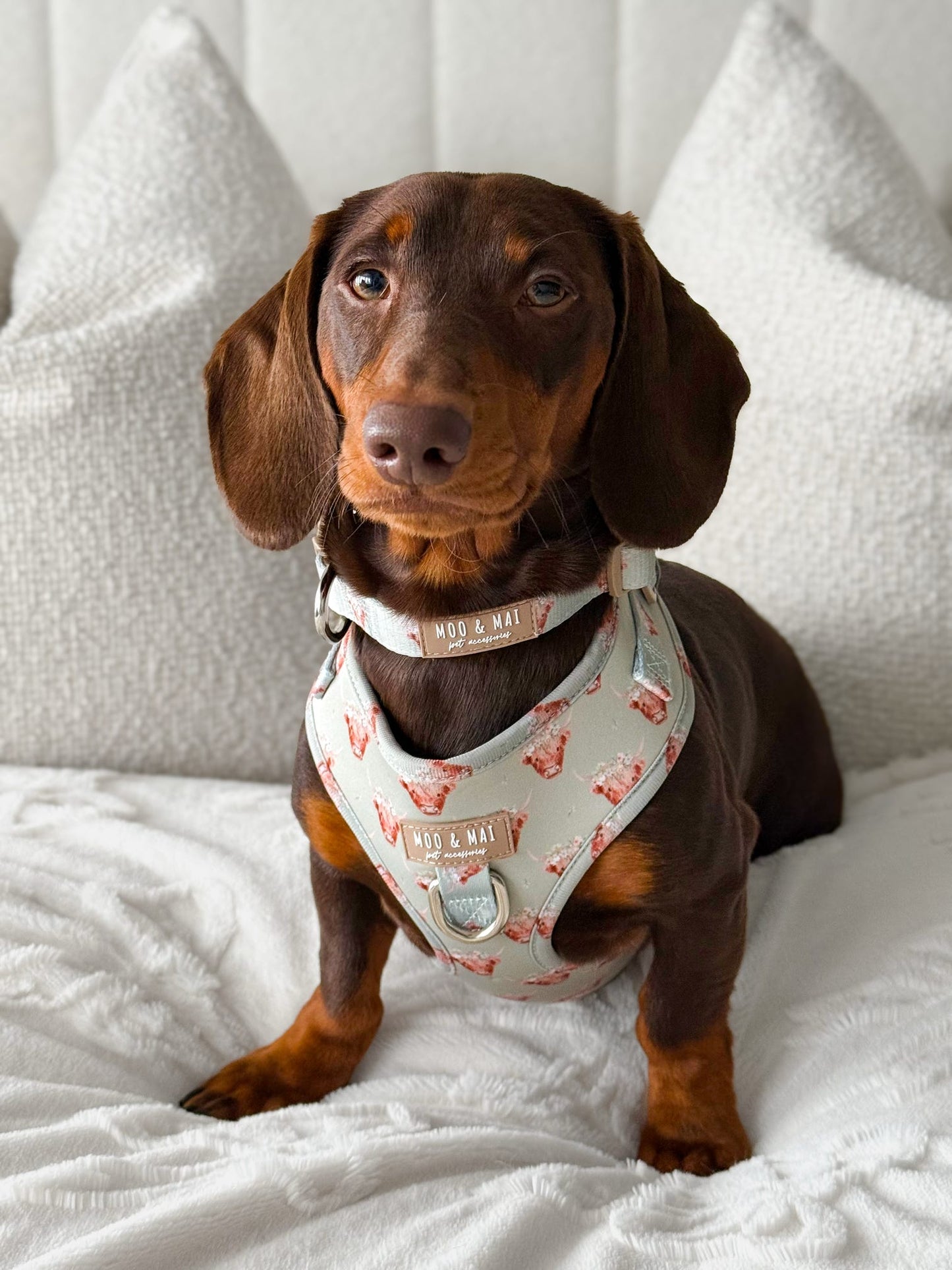 ‘Milo Moo’ Adjustable Harness