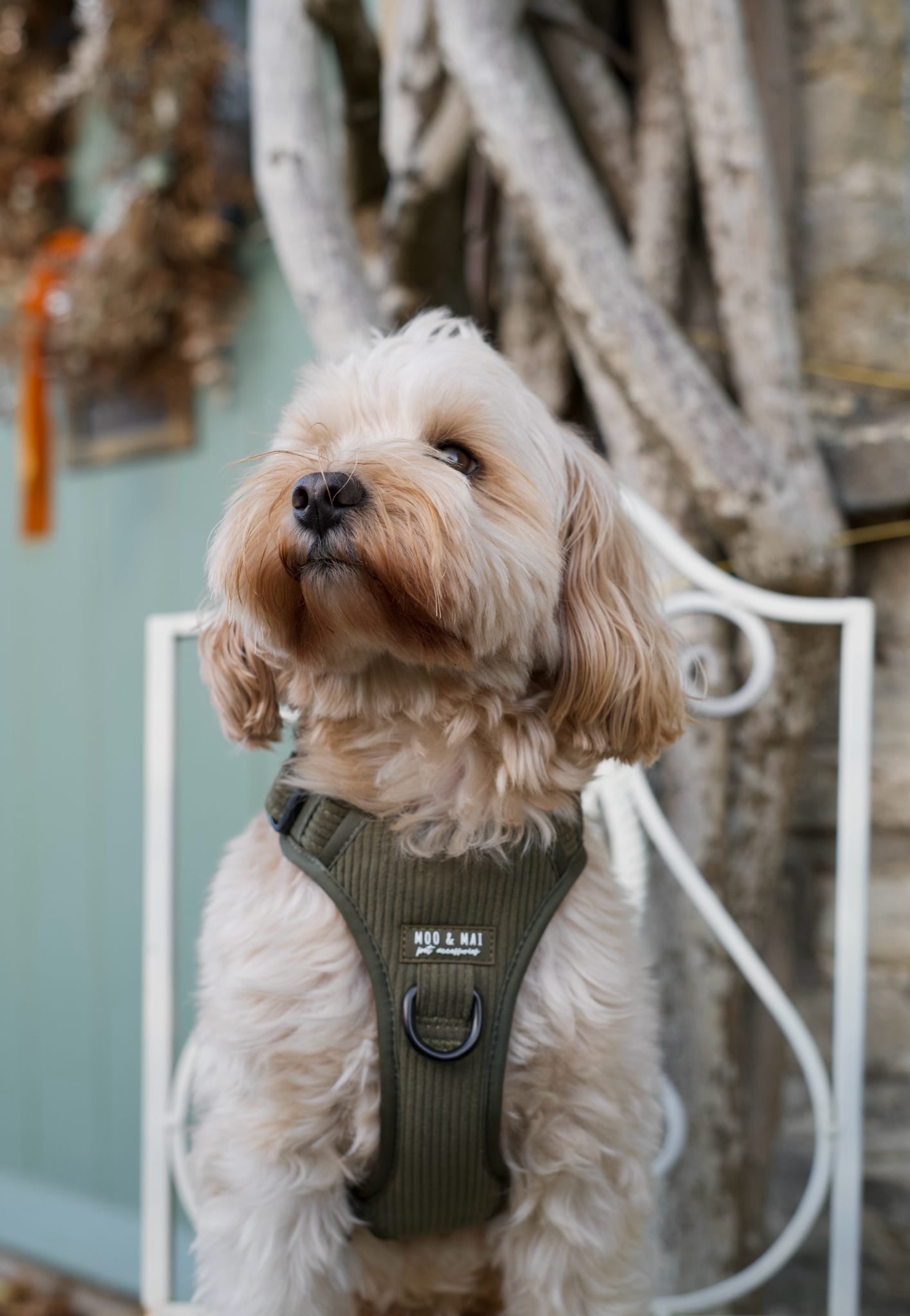 New ‘Olive Branch’ 3 Click Harness