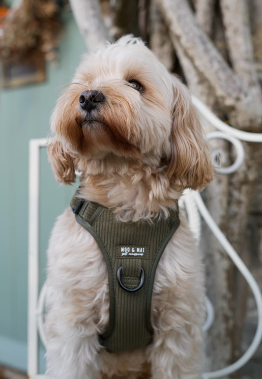 ‘Olive Branch’ 3 Click Harness