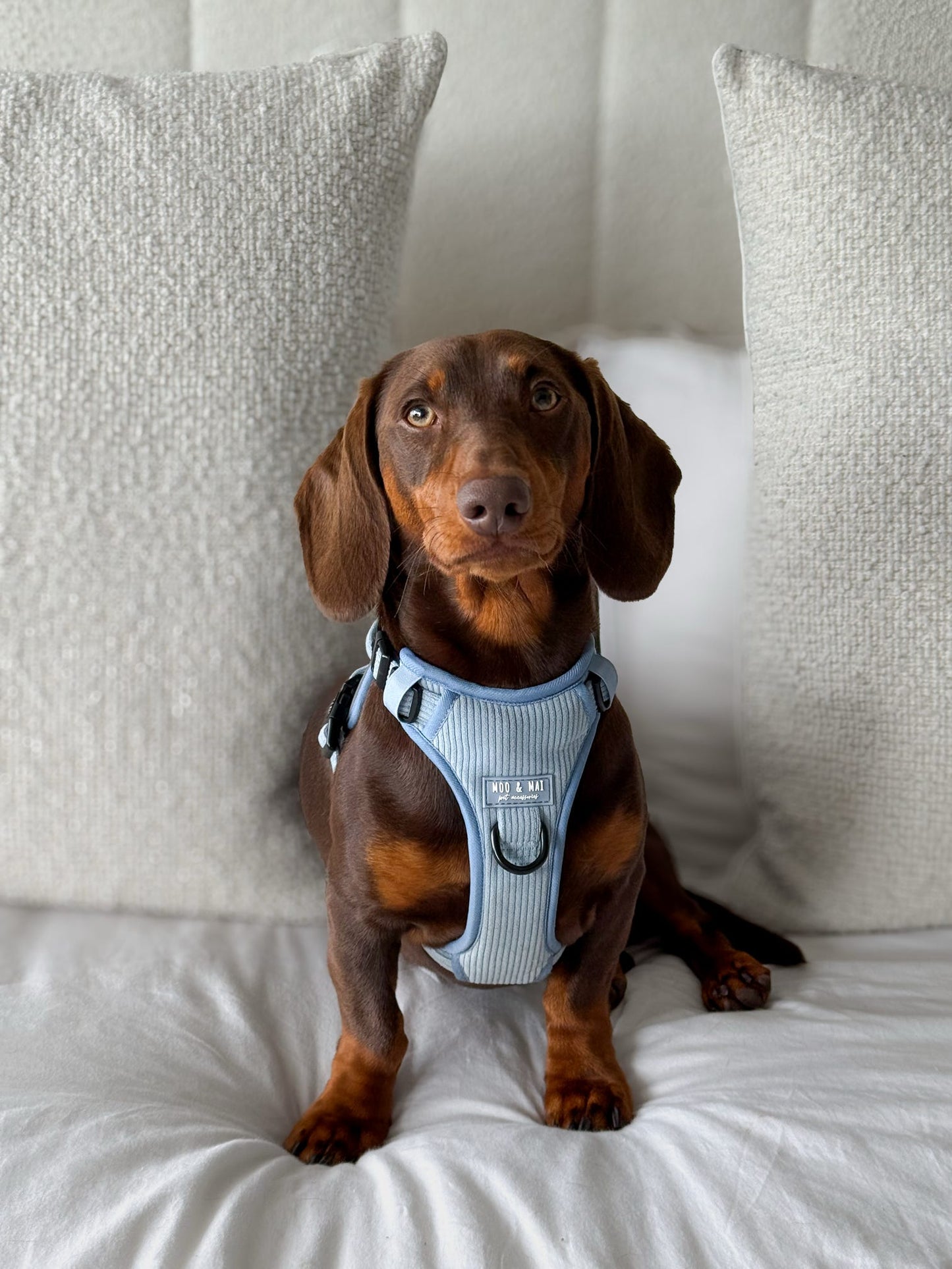 'Seasalt Blue' 3 Click Harness