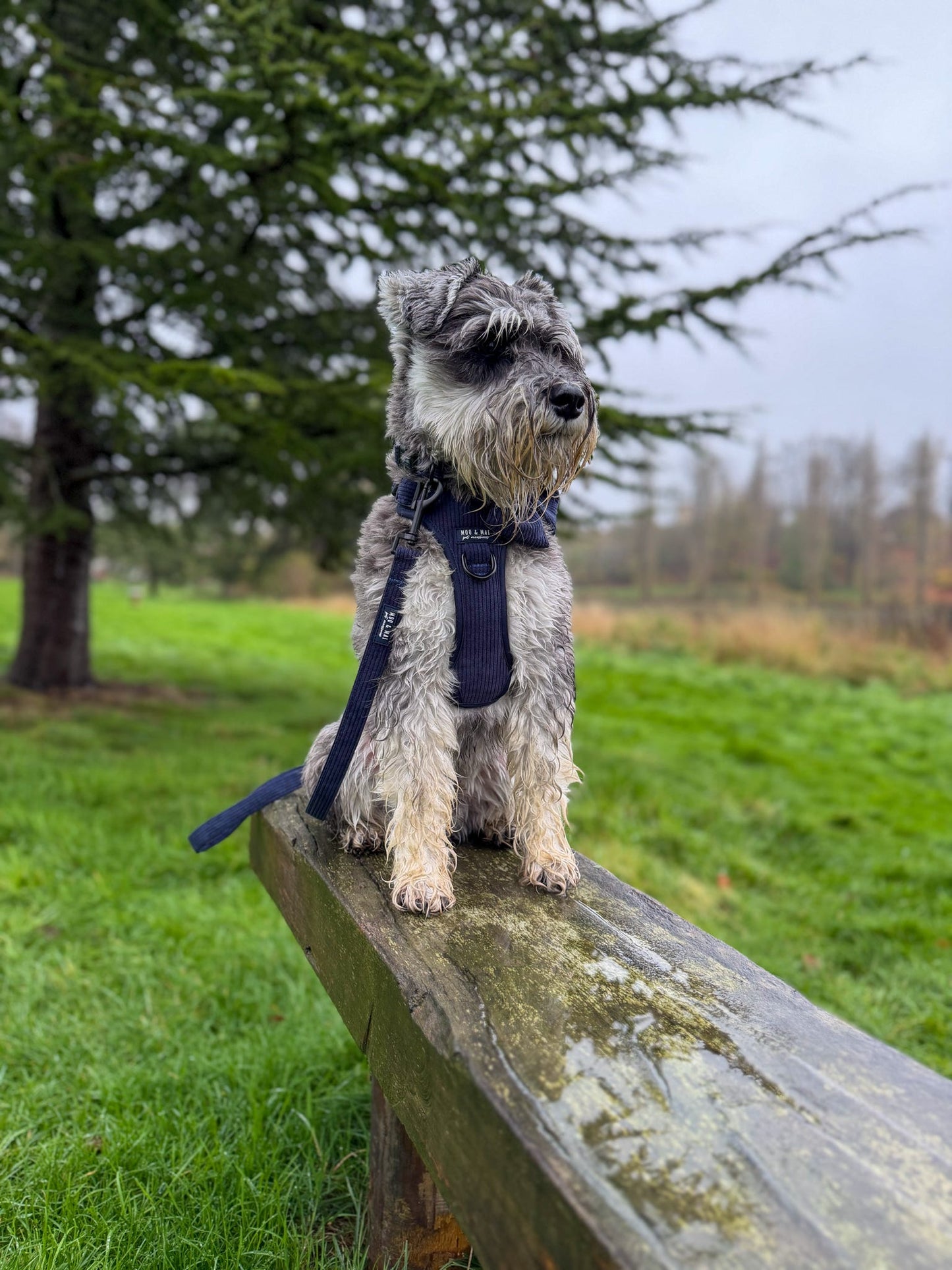New ‘Navy Noir’ 3 Click Harness