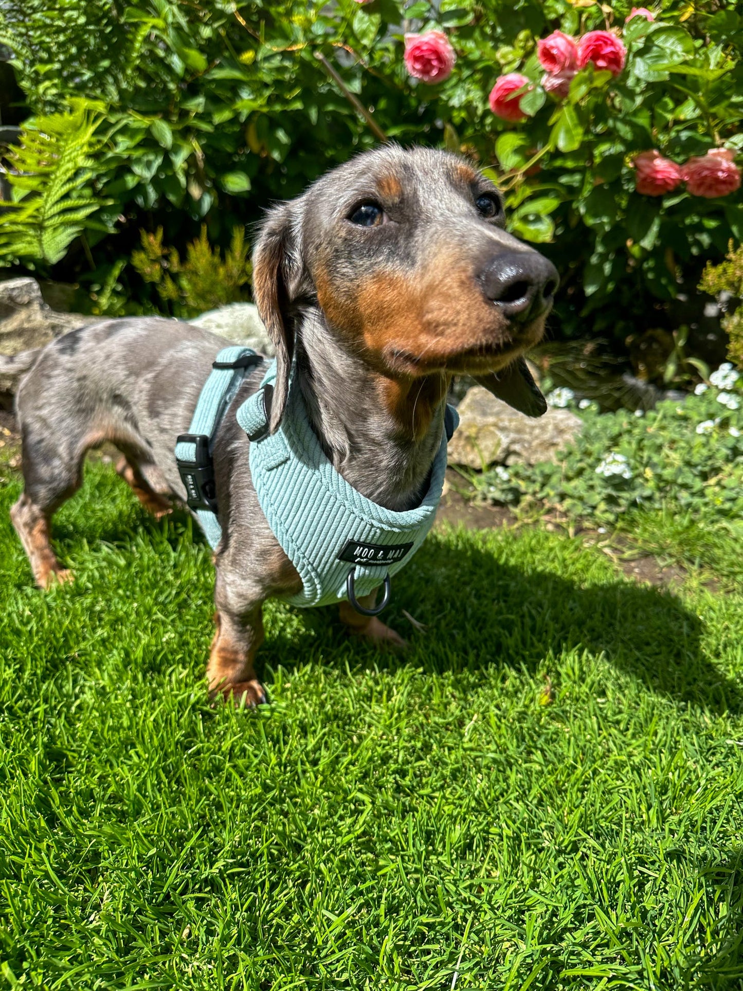 ‘Seafoam Blue’ Adjustable Harness