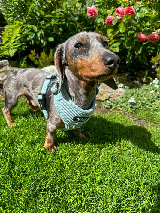 ‘Seafoam Blue’ Adjustable Harness