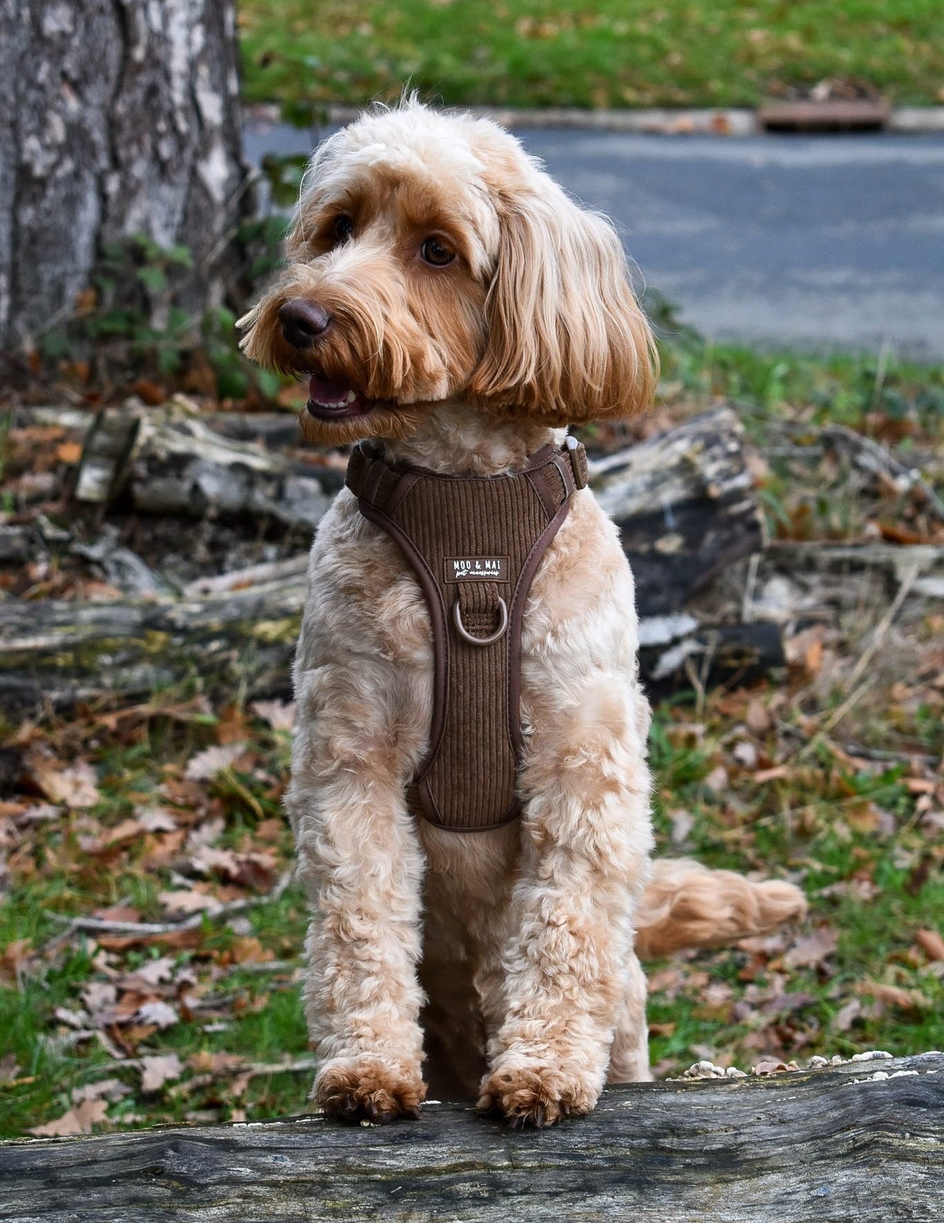 New ‘Choc Chip’ 3 Click Harness