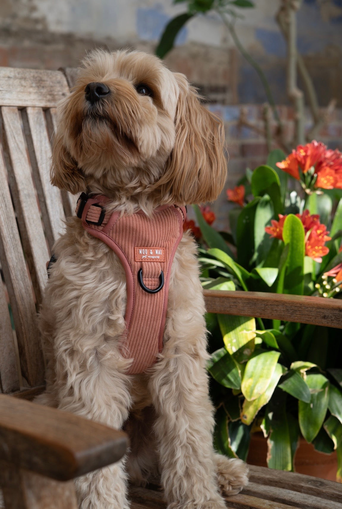 'Coral Cove' 3 Click Harness