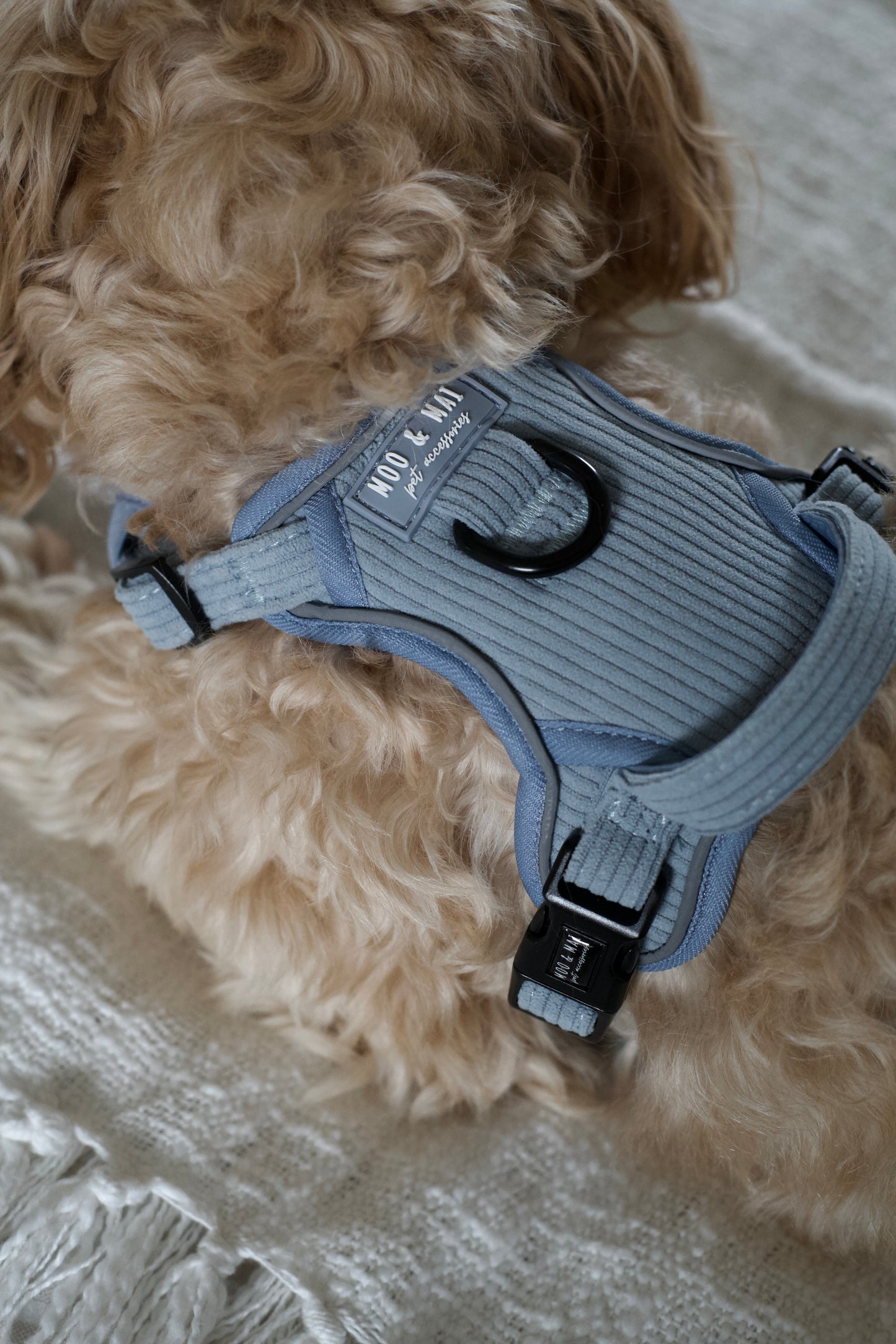 'Seasalt Blue' 3 Click Harness